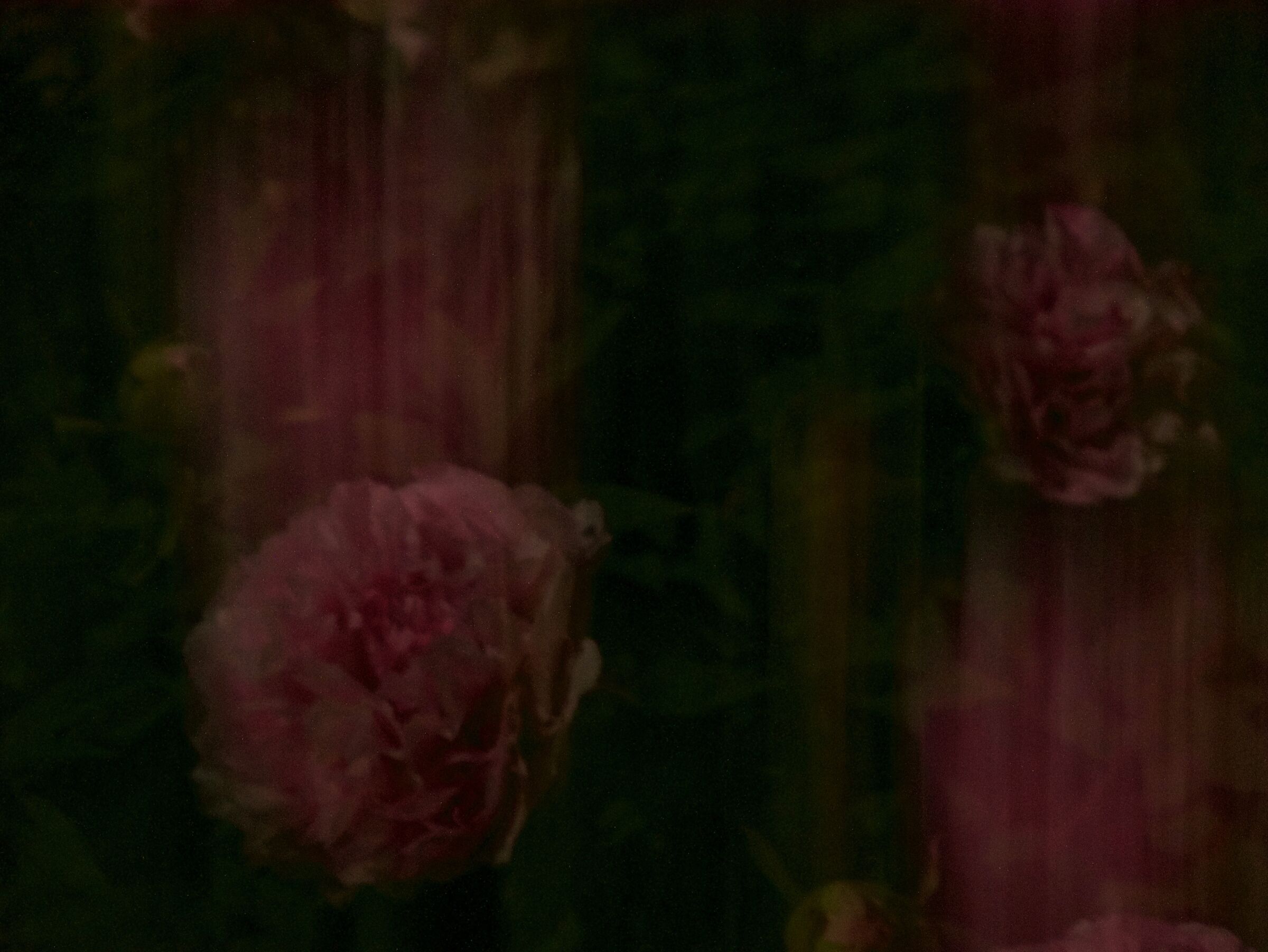 Choppy moon-chionies 1