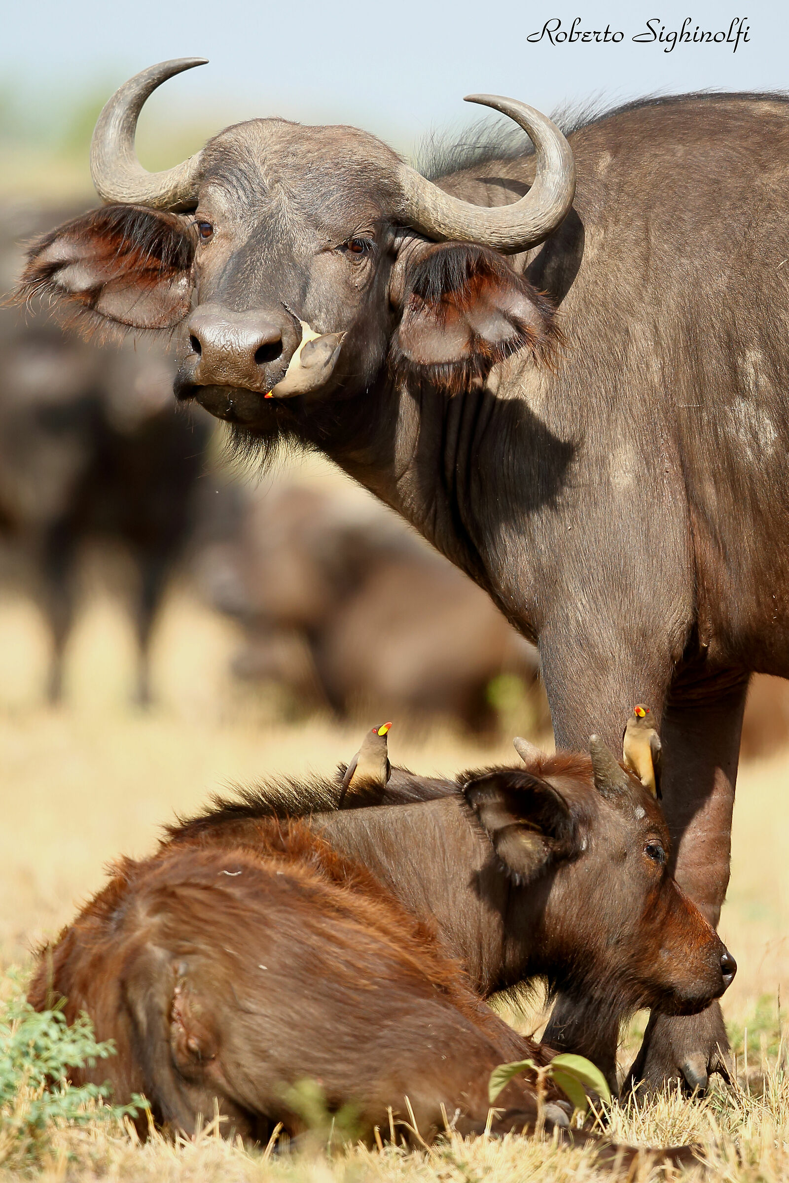Buffalo and puppy with guests