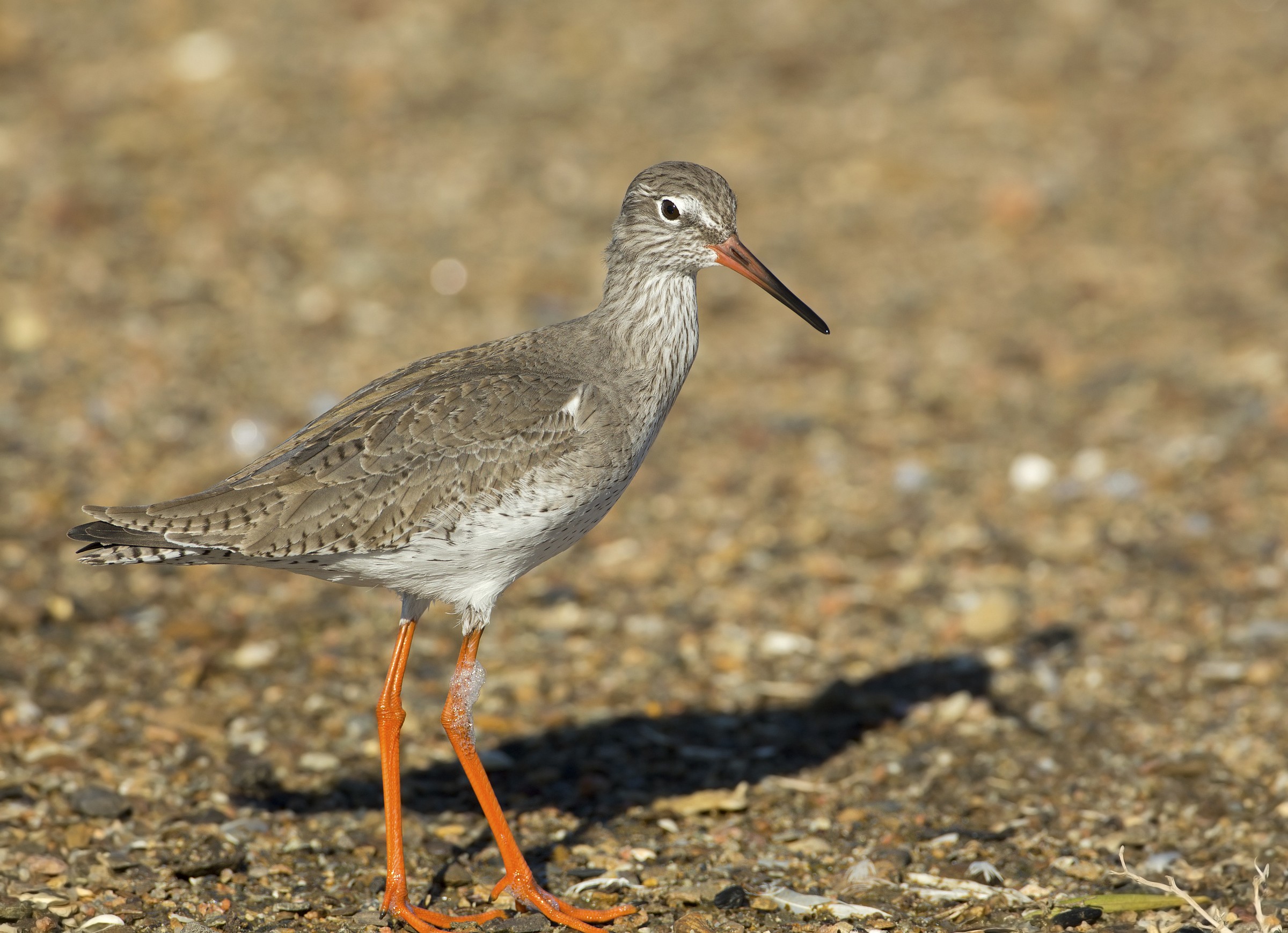 peccato la zampetta.......fa niente