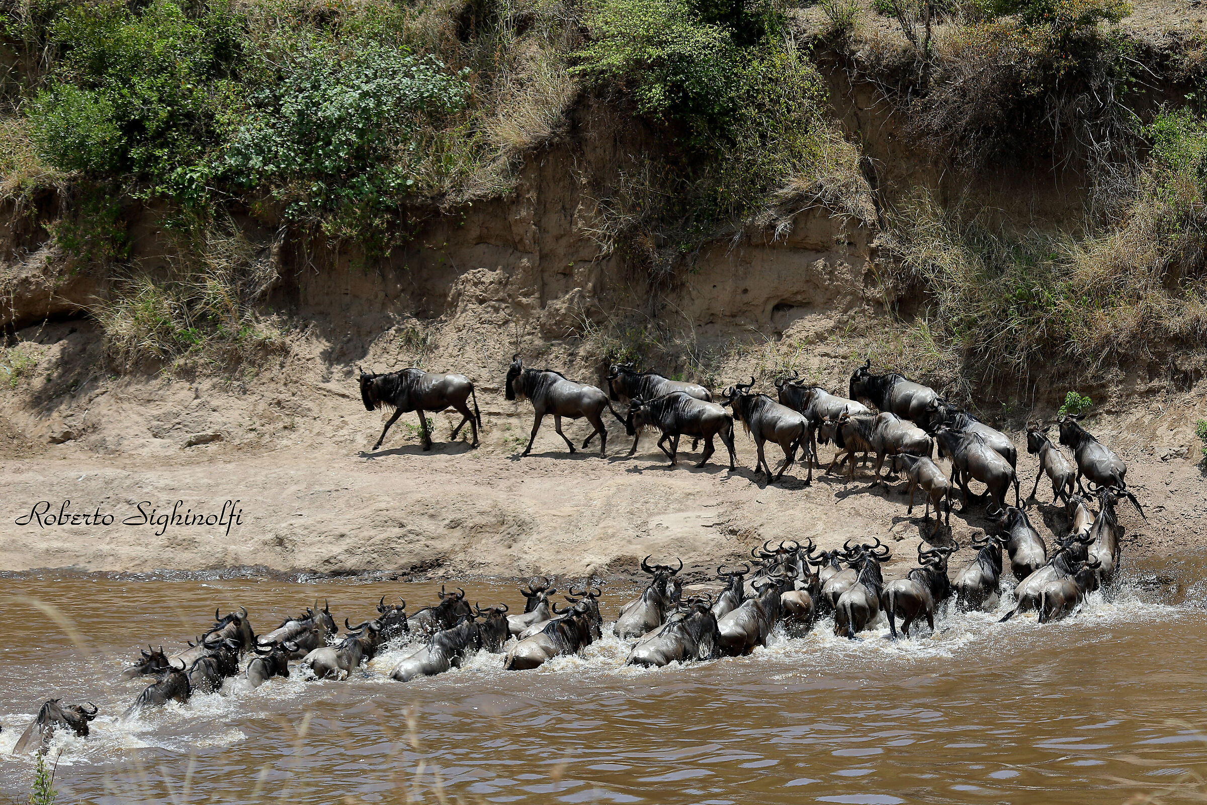 River mara crossing of the wildebeest