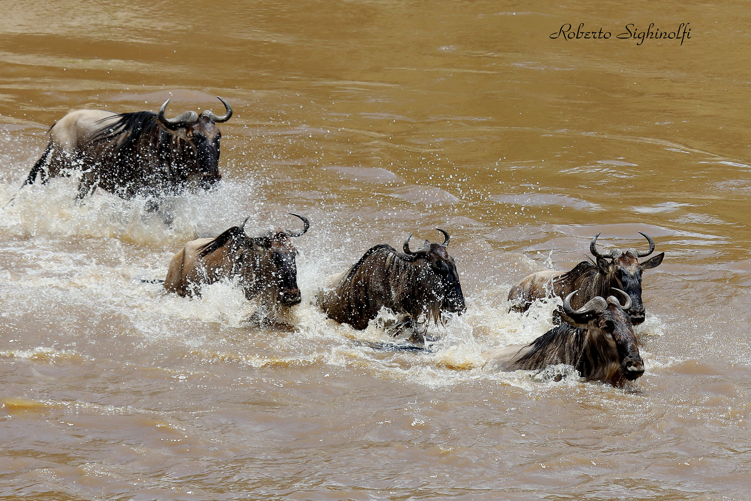 River mara crossing of the wildebeest