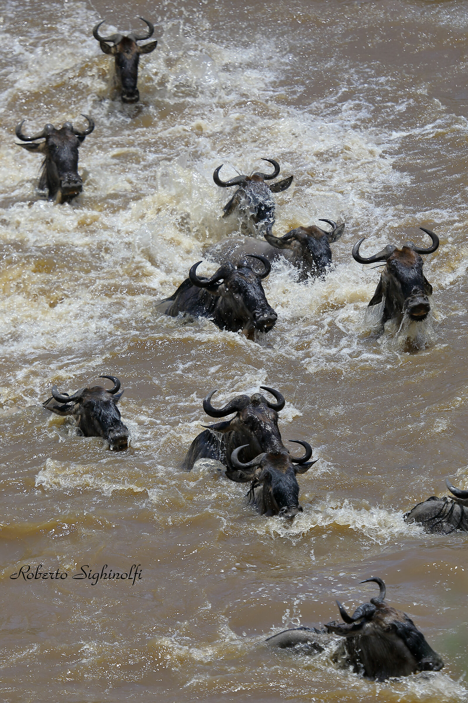 River mara crossing of the wildebeest