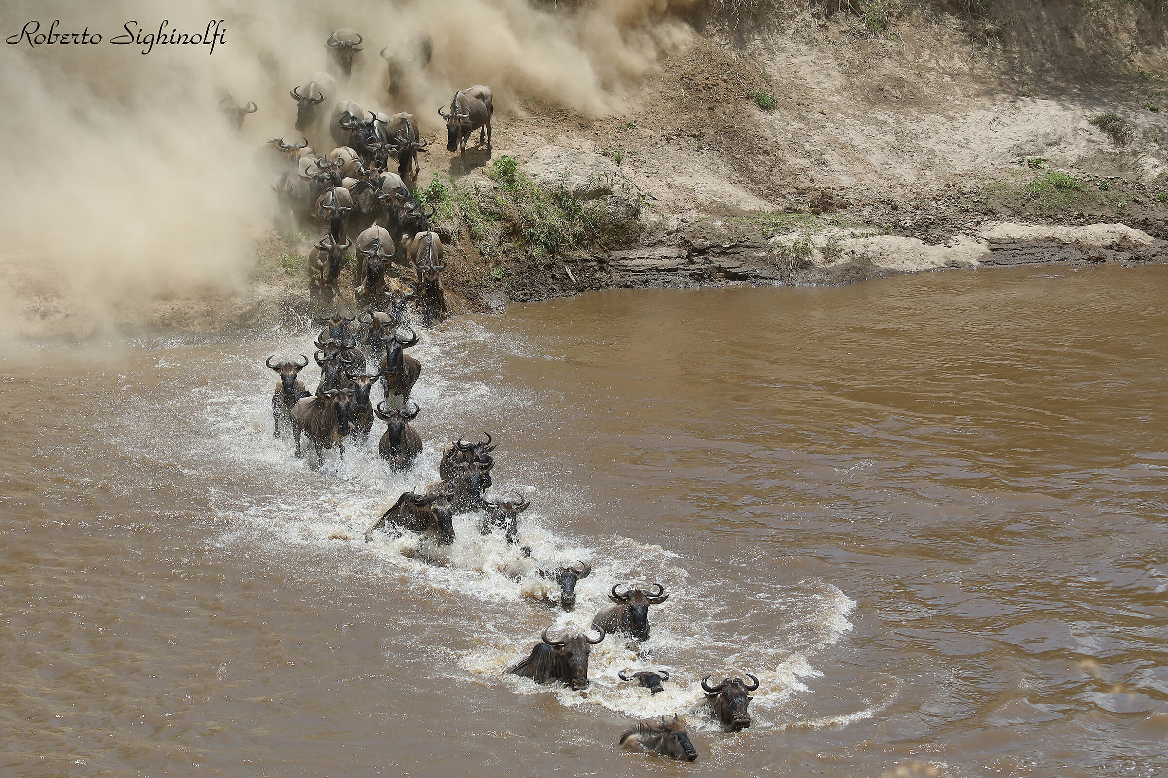 River mara crossing of the wildebeest