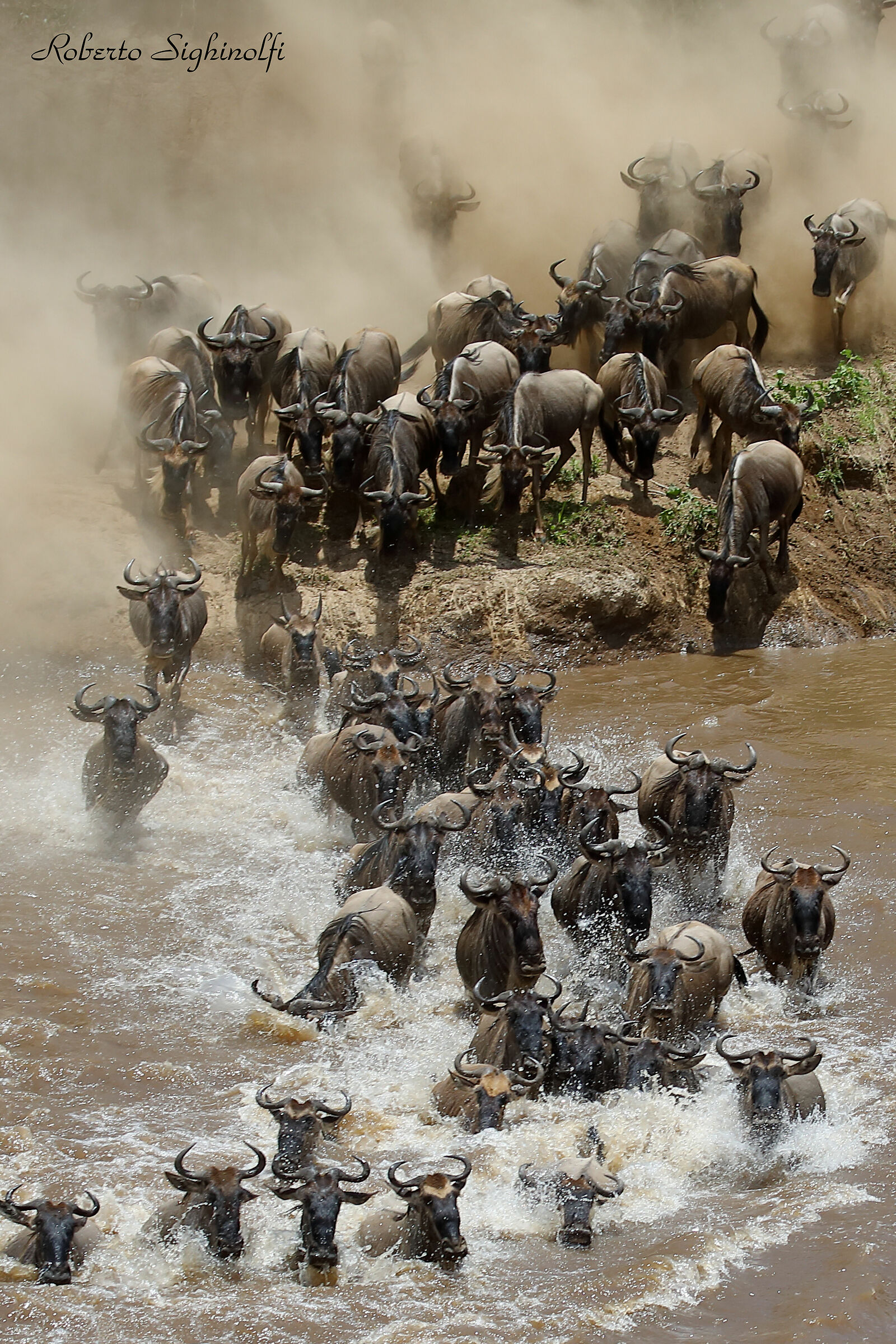 River mara crossing of the wildebeest