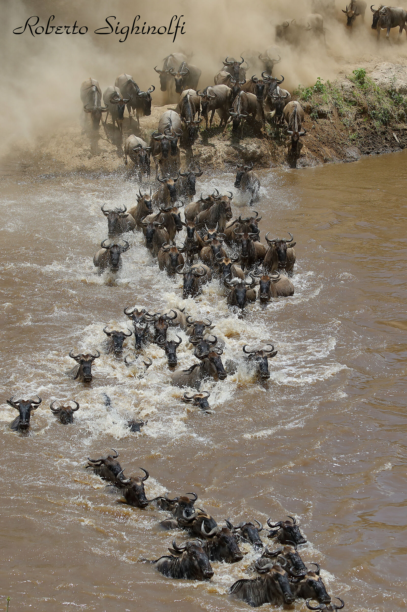 River mara crossing of the wildebeest