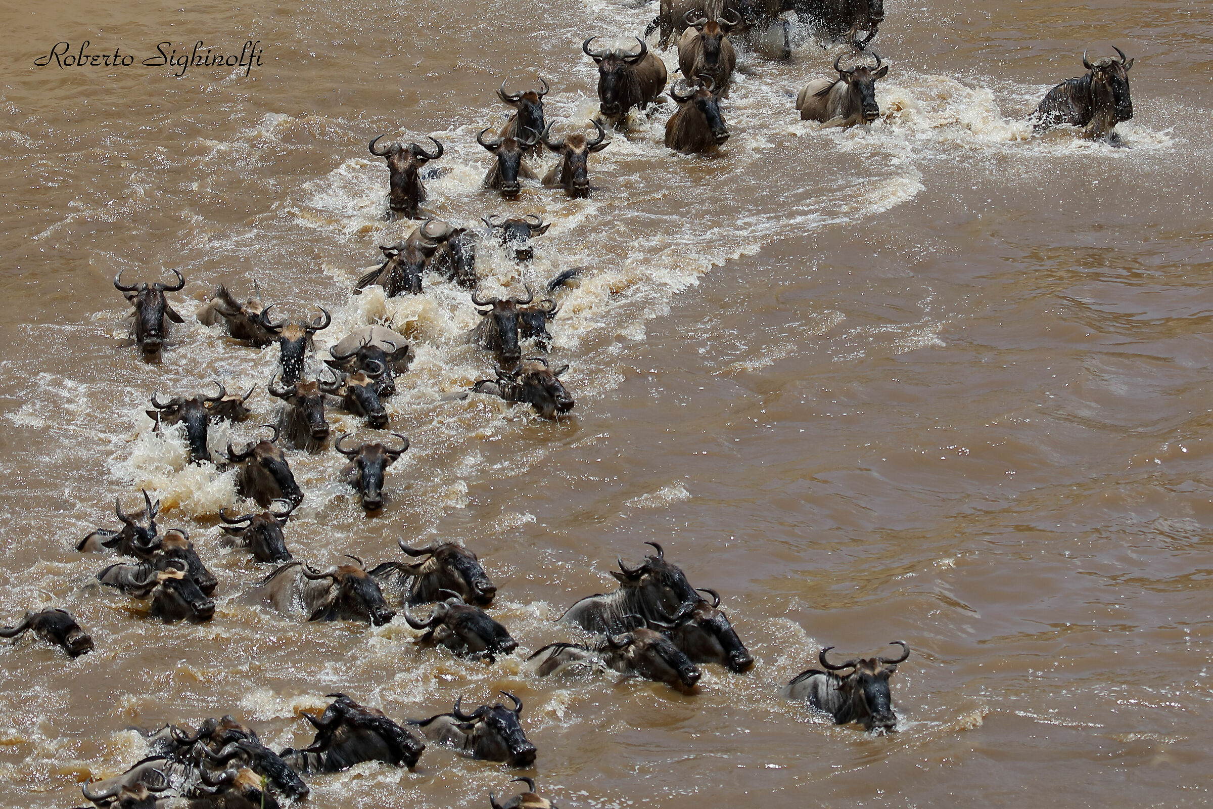River mara crossing of the wildebeest