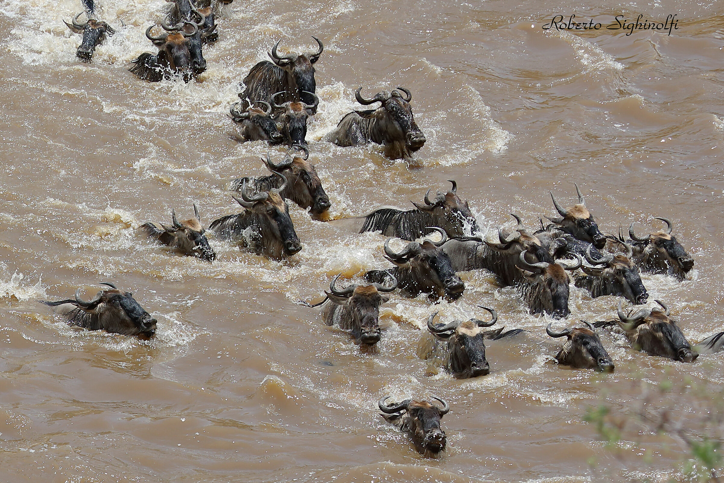 River mara crossing of the wildebeest
