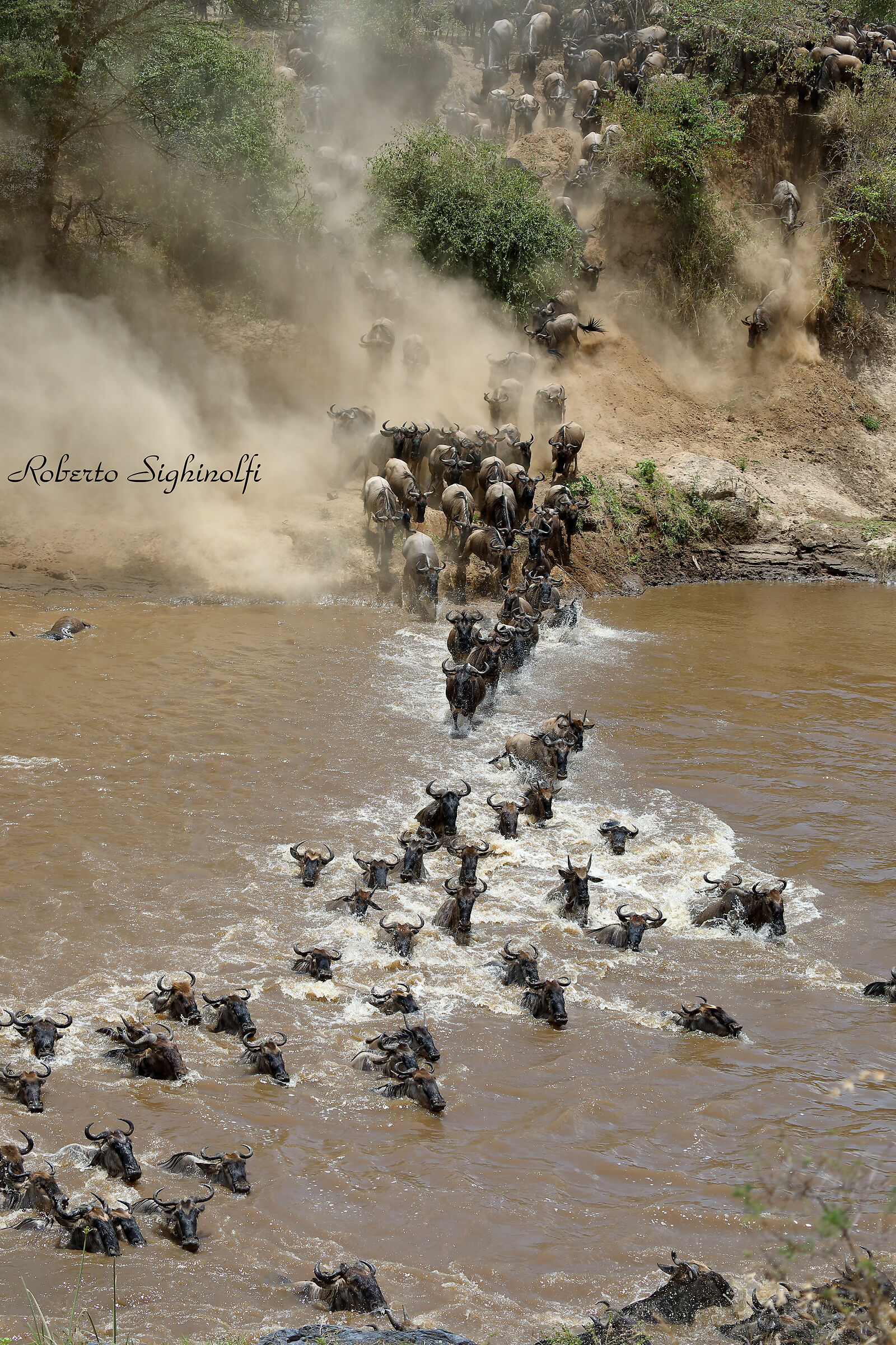 River mara crossing of the wildebeest