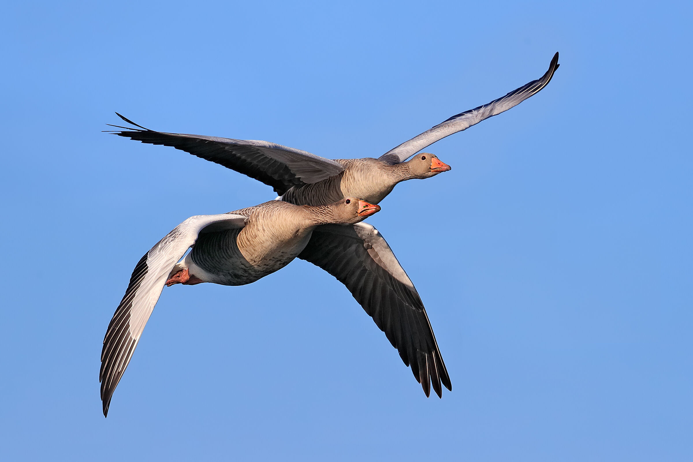 Oche selvatiche - Coppia