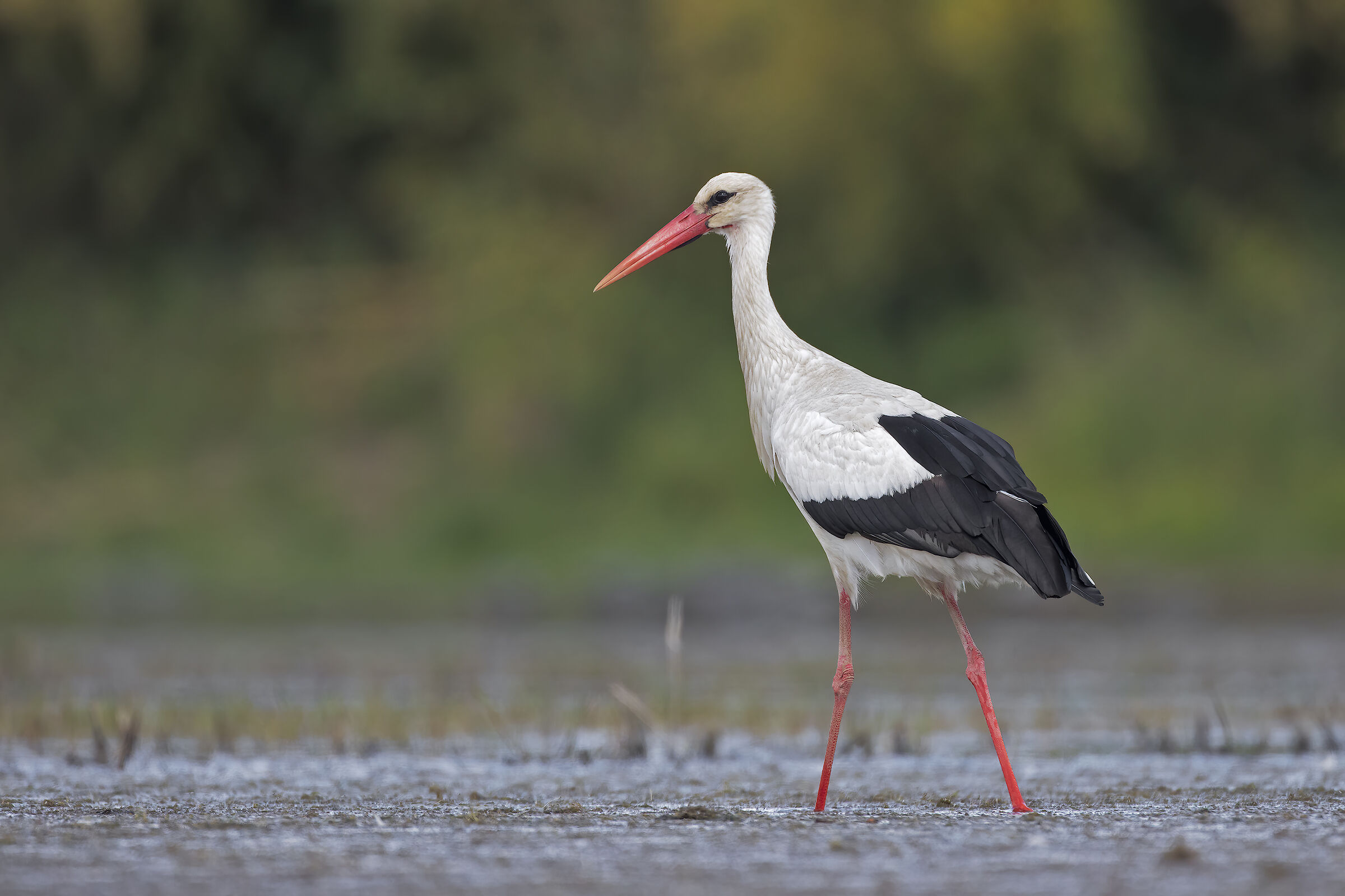 Stork