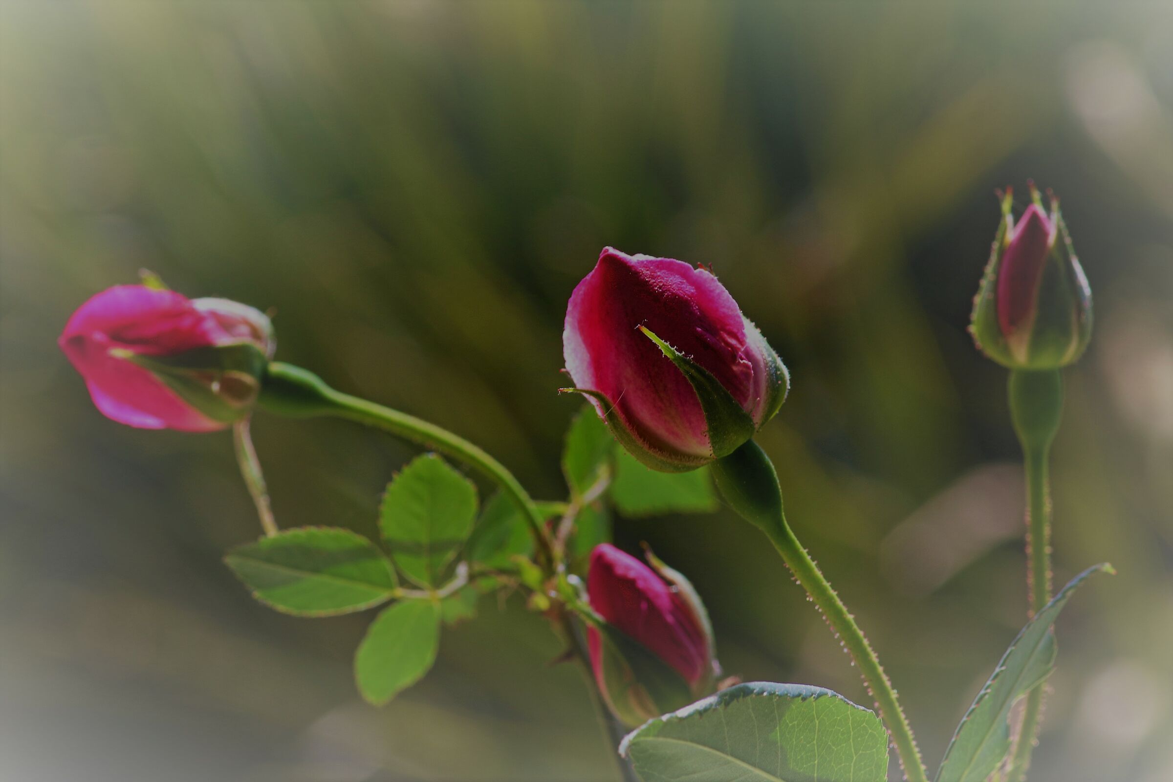 if they are roses....