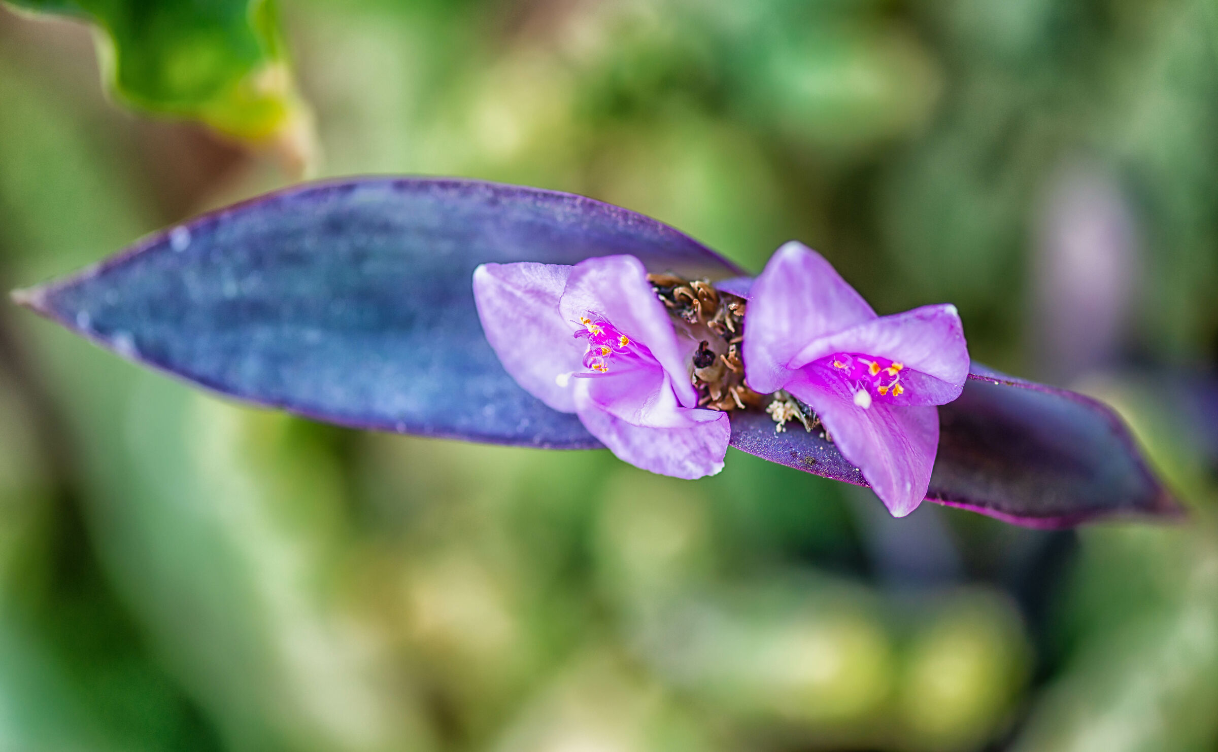 Lady-in-a-boat Flower