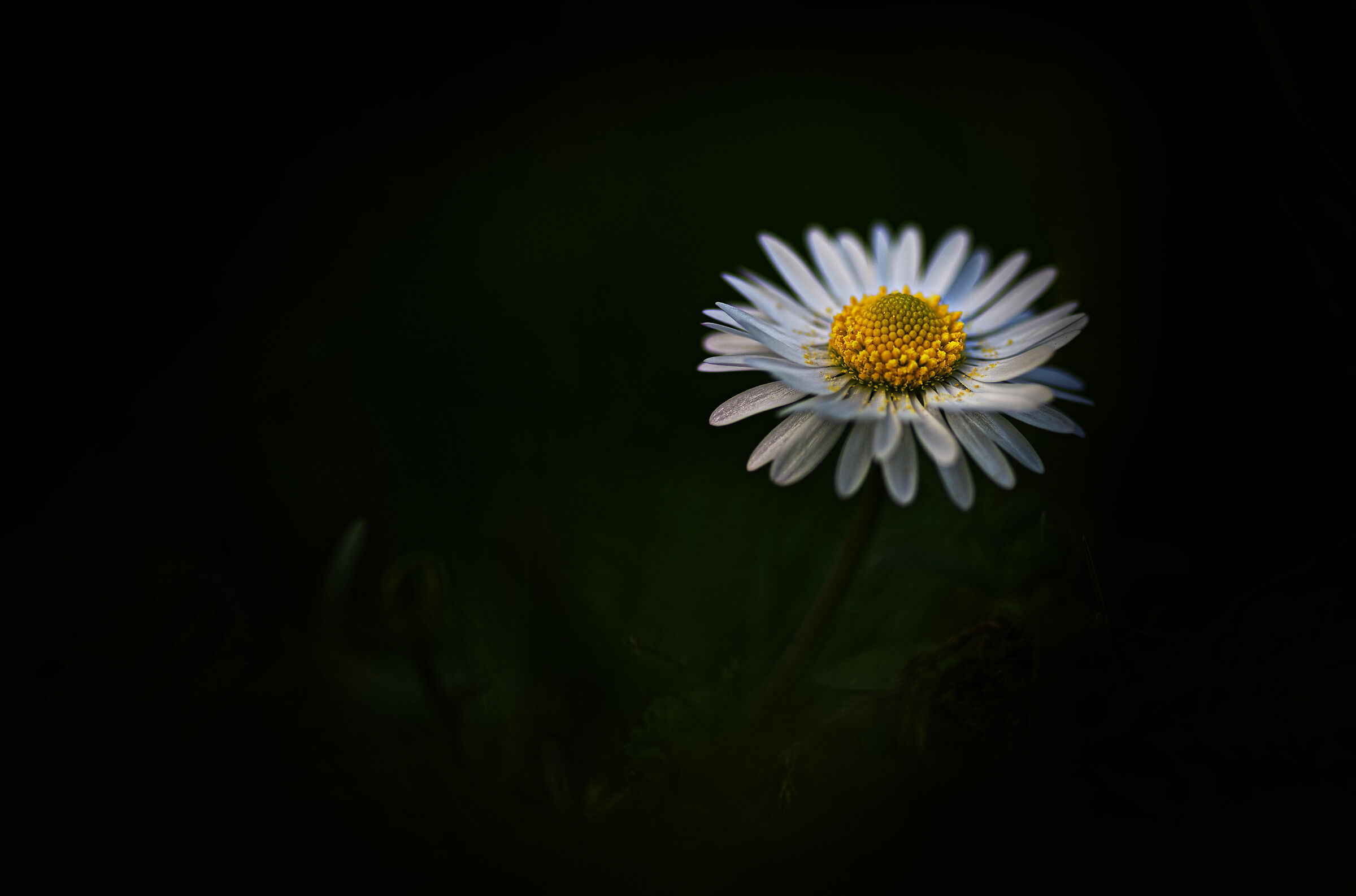 Semplicemente..... Margherita