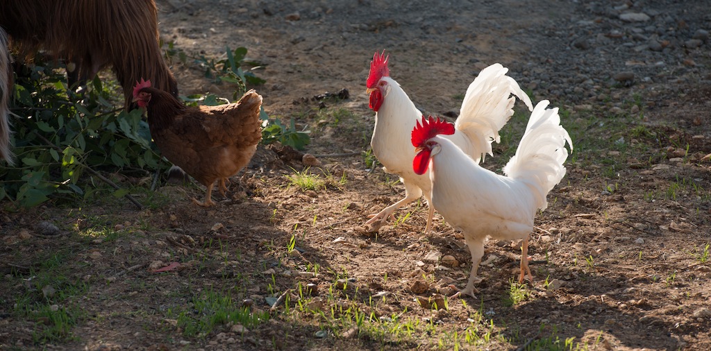 two White Roosters