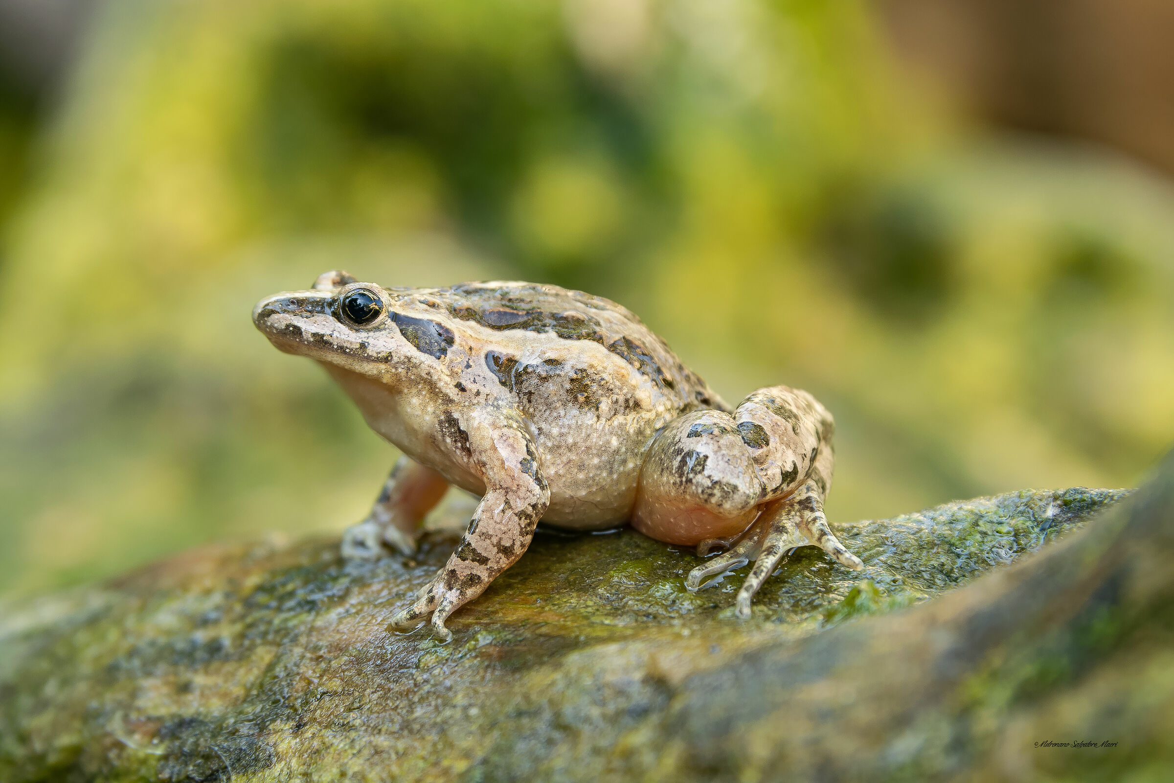 Today I wanted to try a new technique... Listening