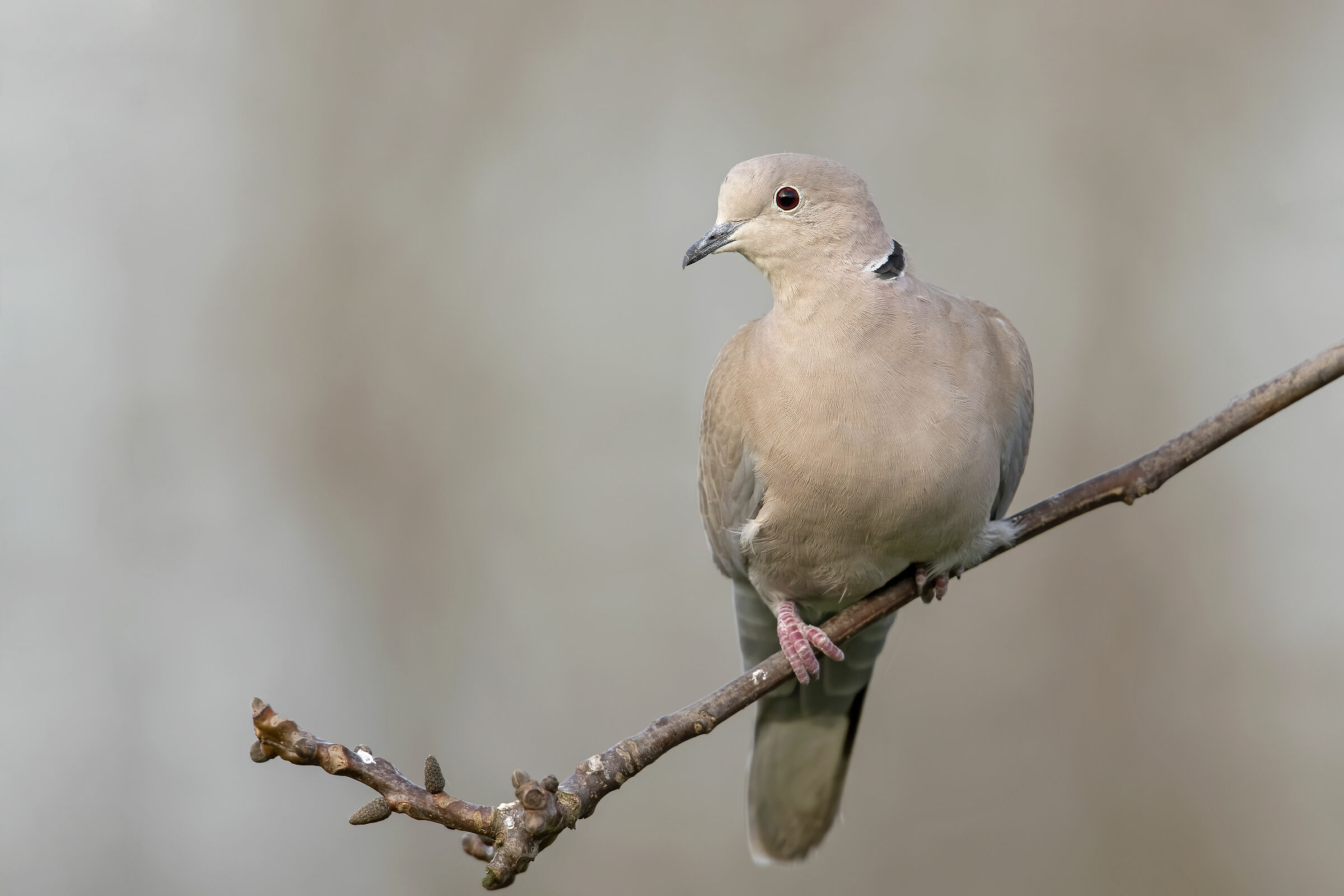 Streptopelia decaocto
