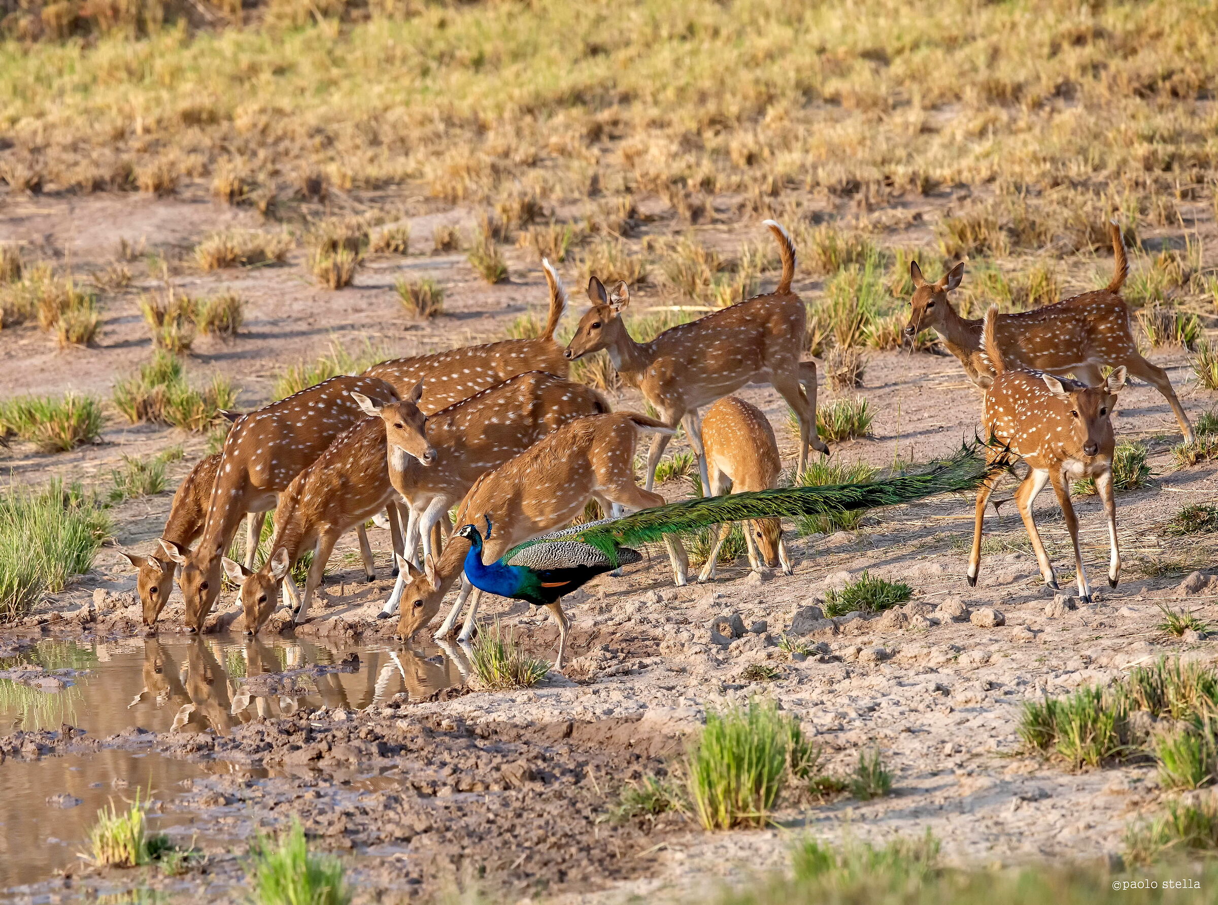 cervi pomellati alla abbeverata
