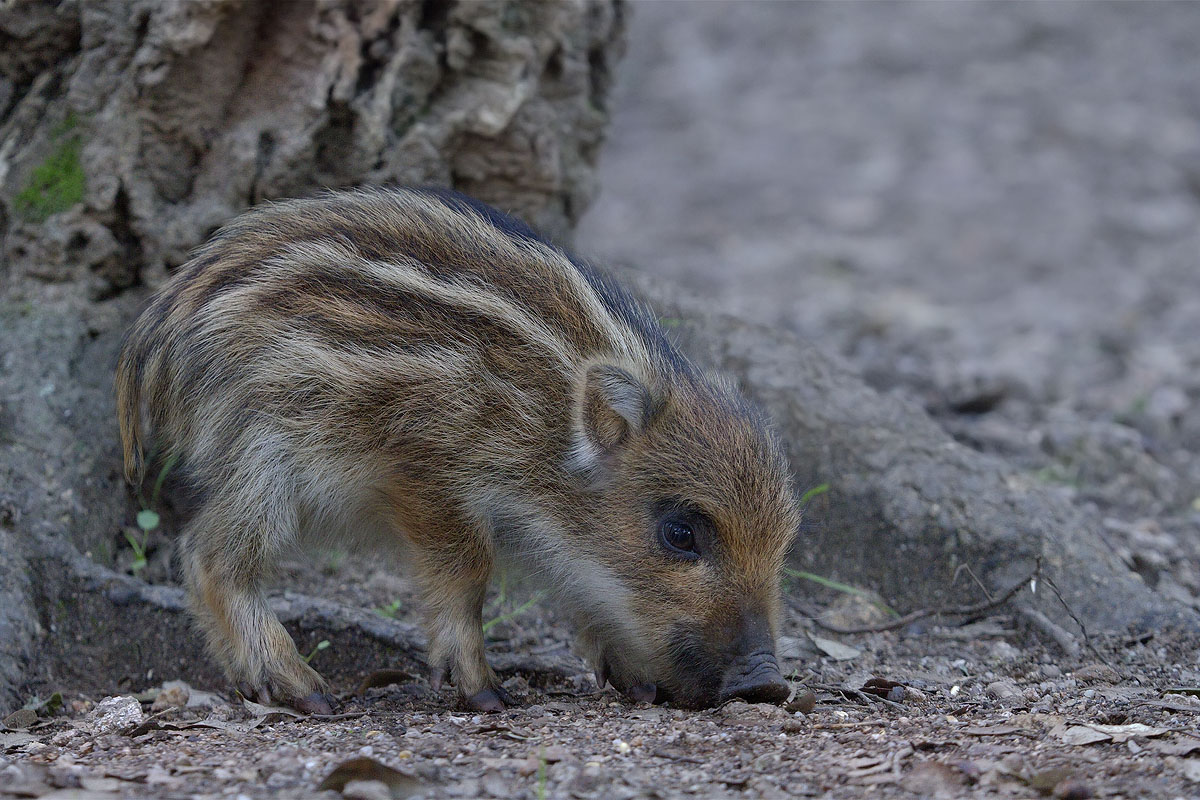 Grufolando qua e là