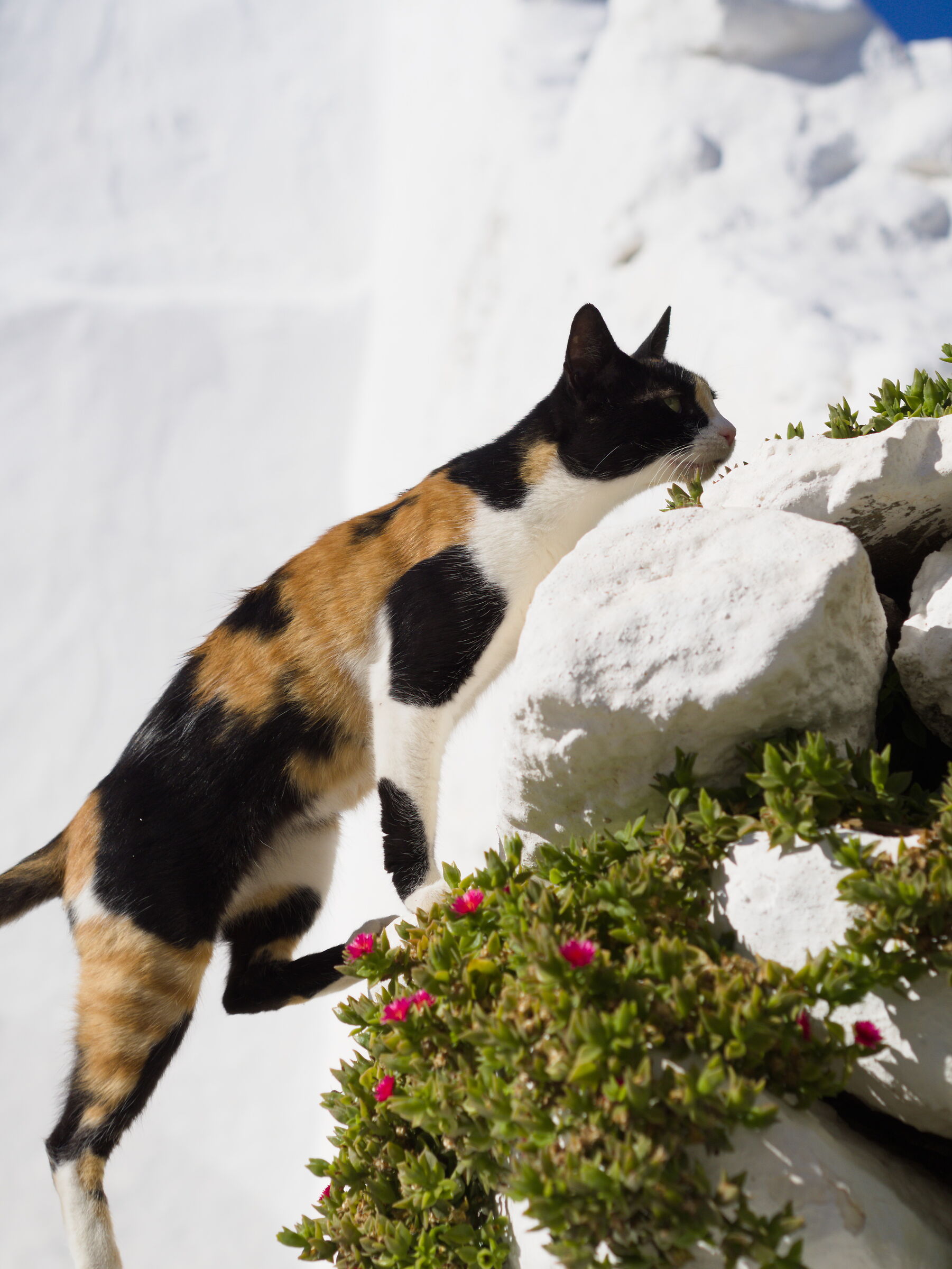 I padroni dell'isola.