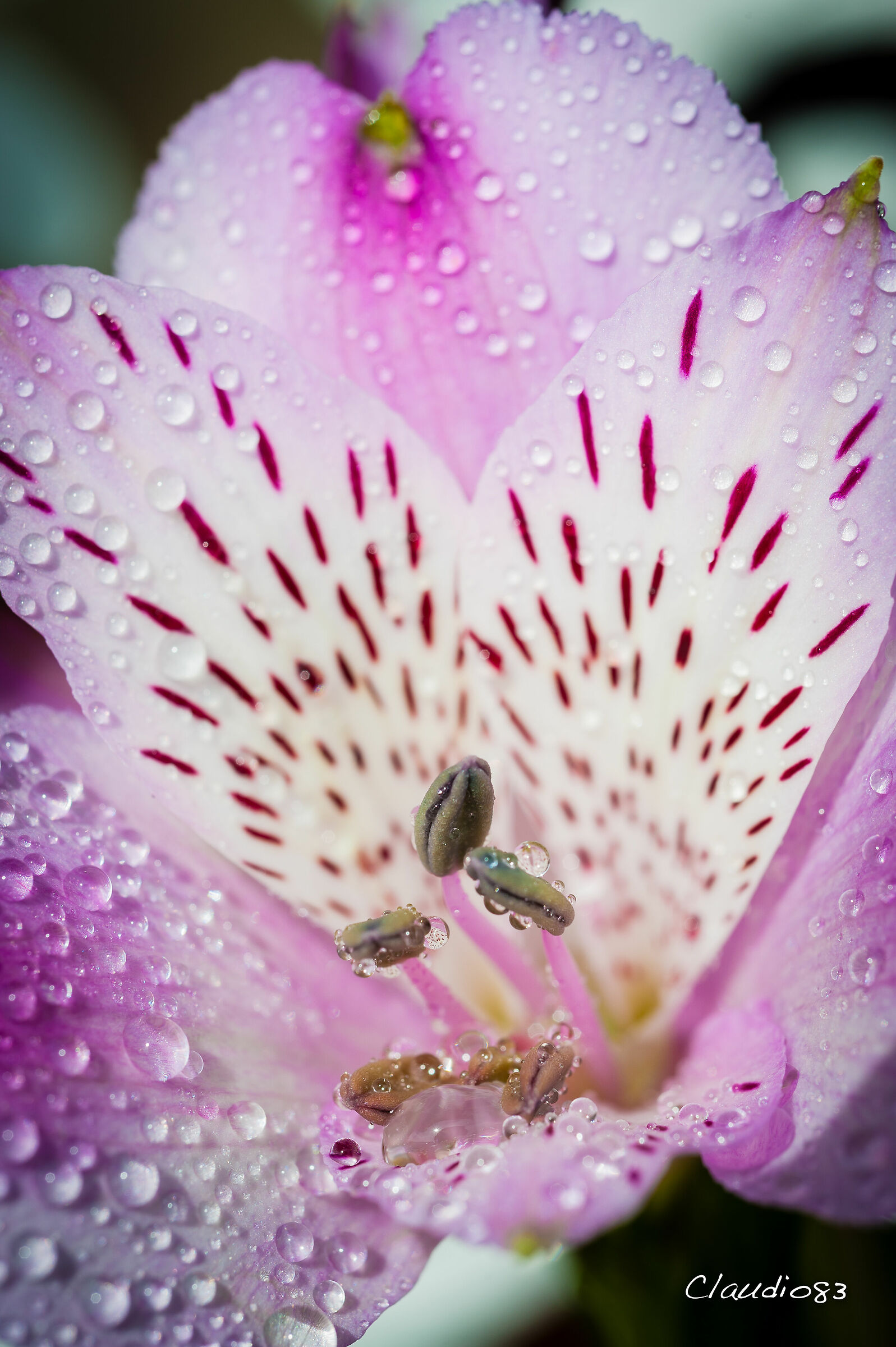 Fiore di Astromelia...
