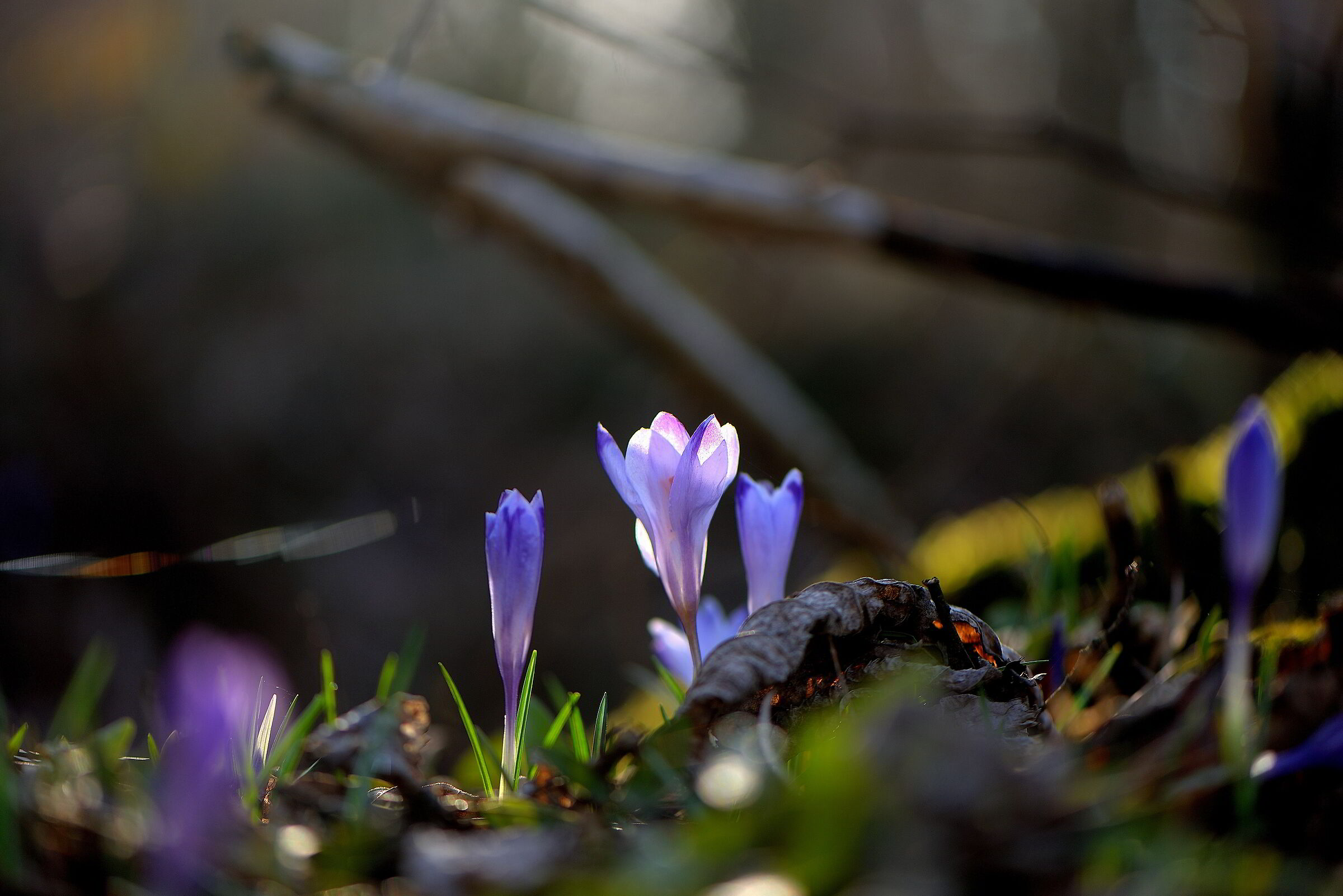 Crocus