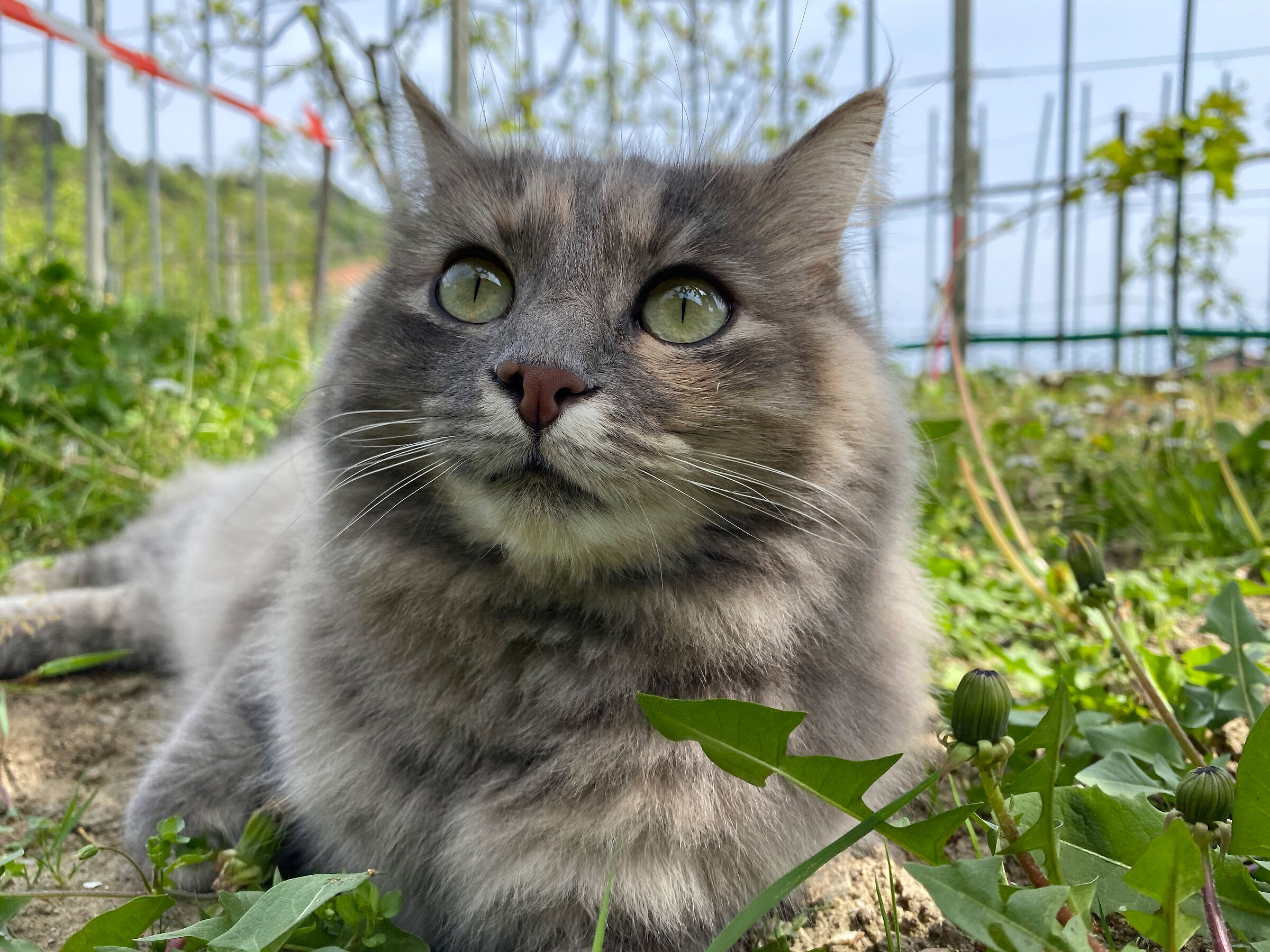 Wild... but not too much