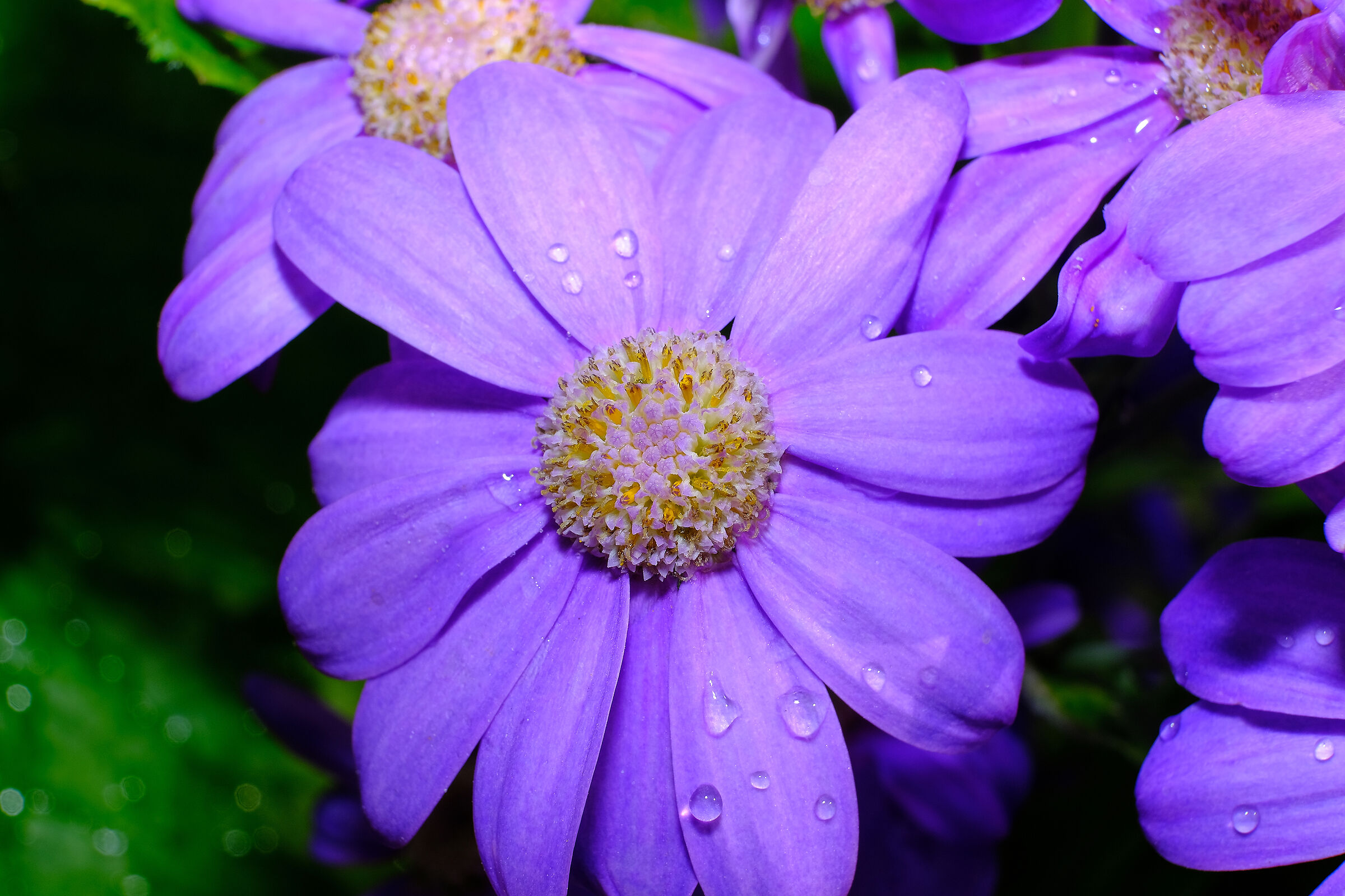 50mmf2  + tubo prolunga mcex-16 fuji