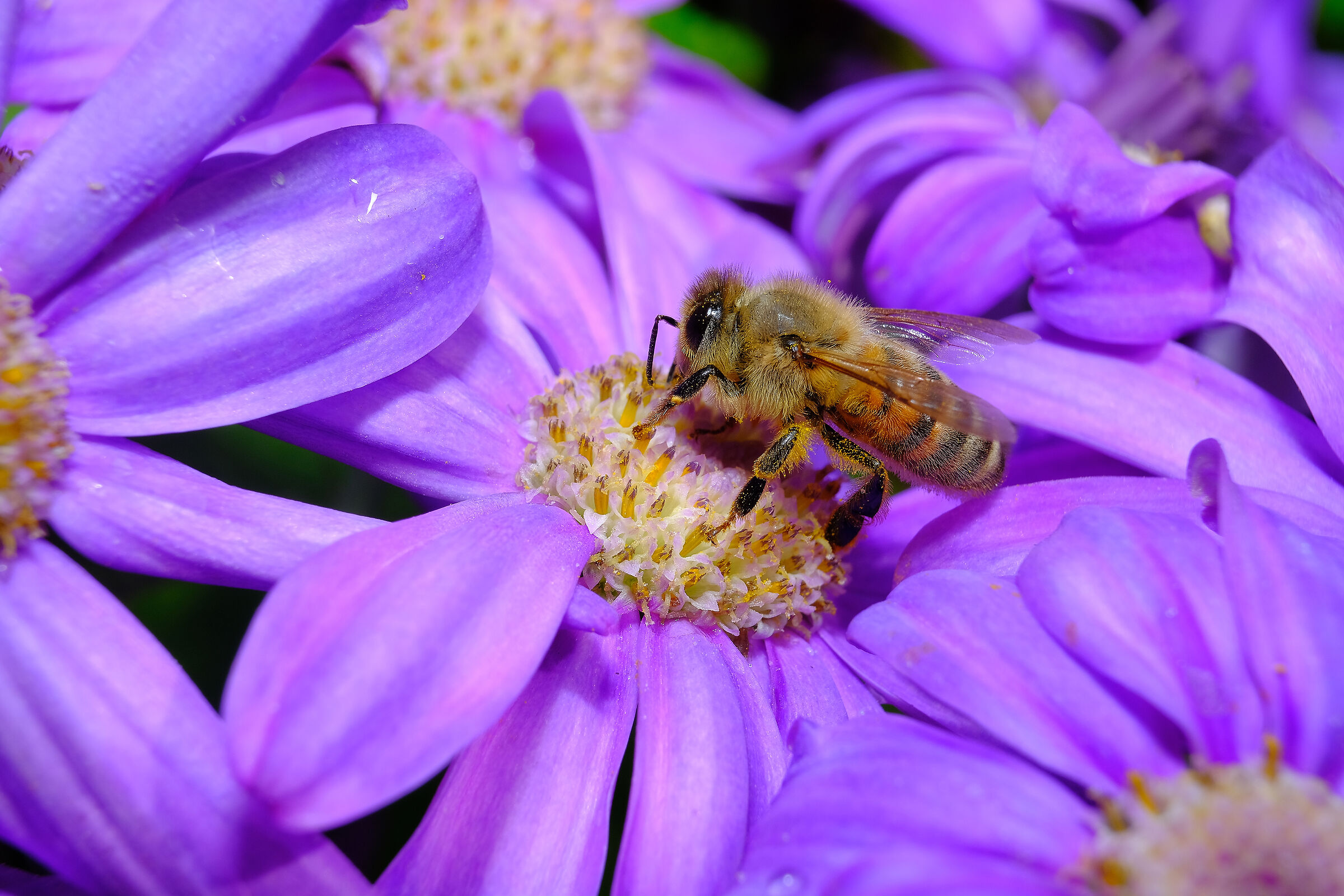 50mmf2 + tubo prolunga mcex-16 fuji