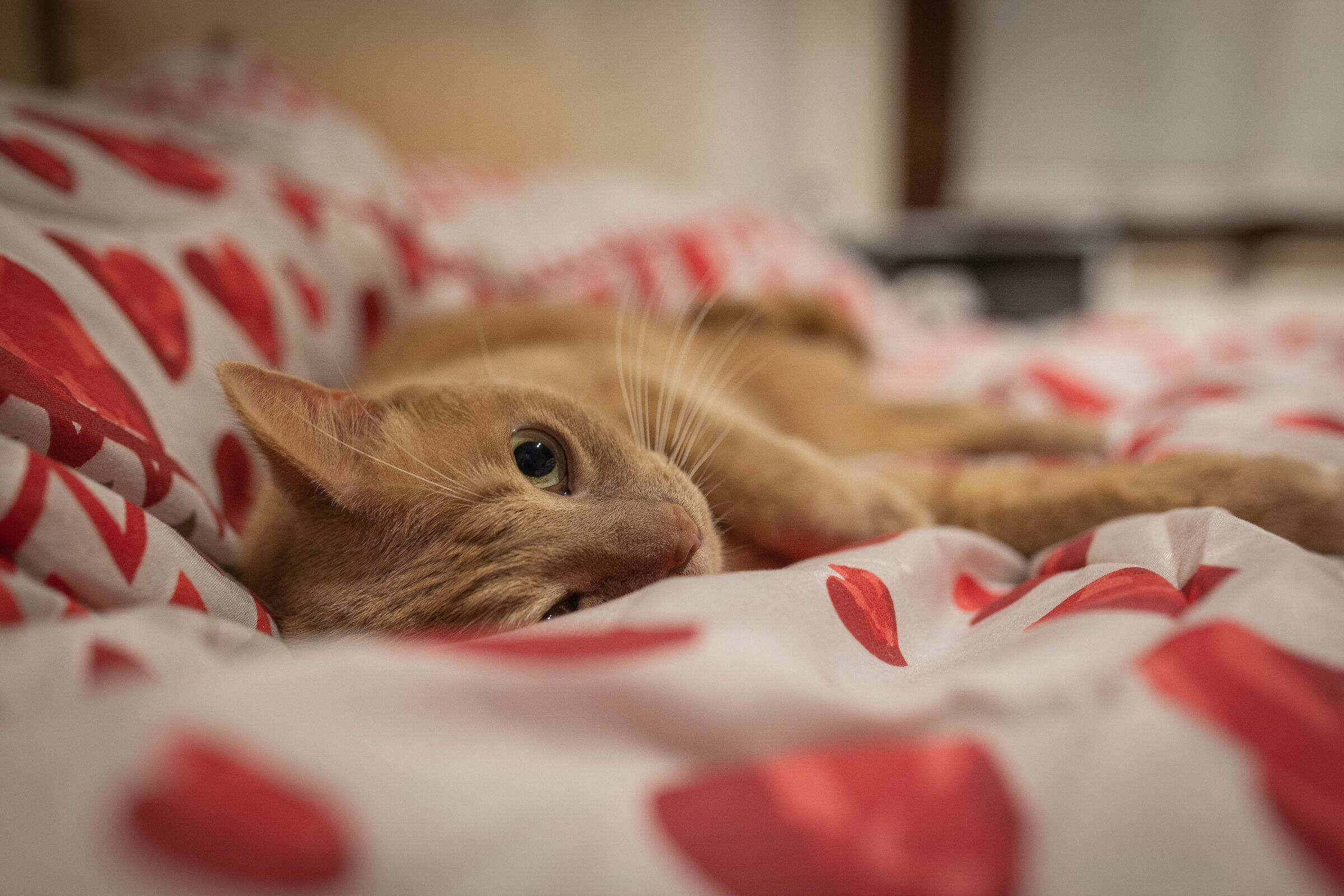 Gulliver and his sweet eyes