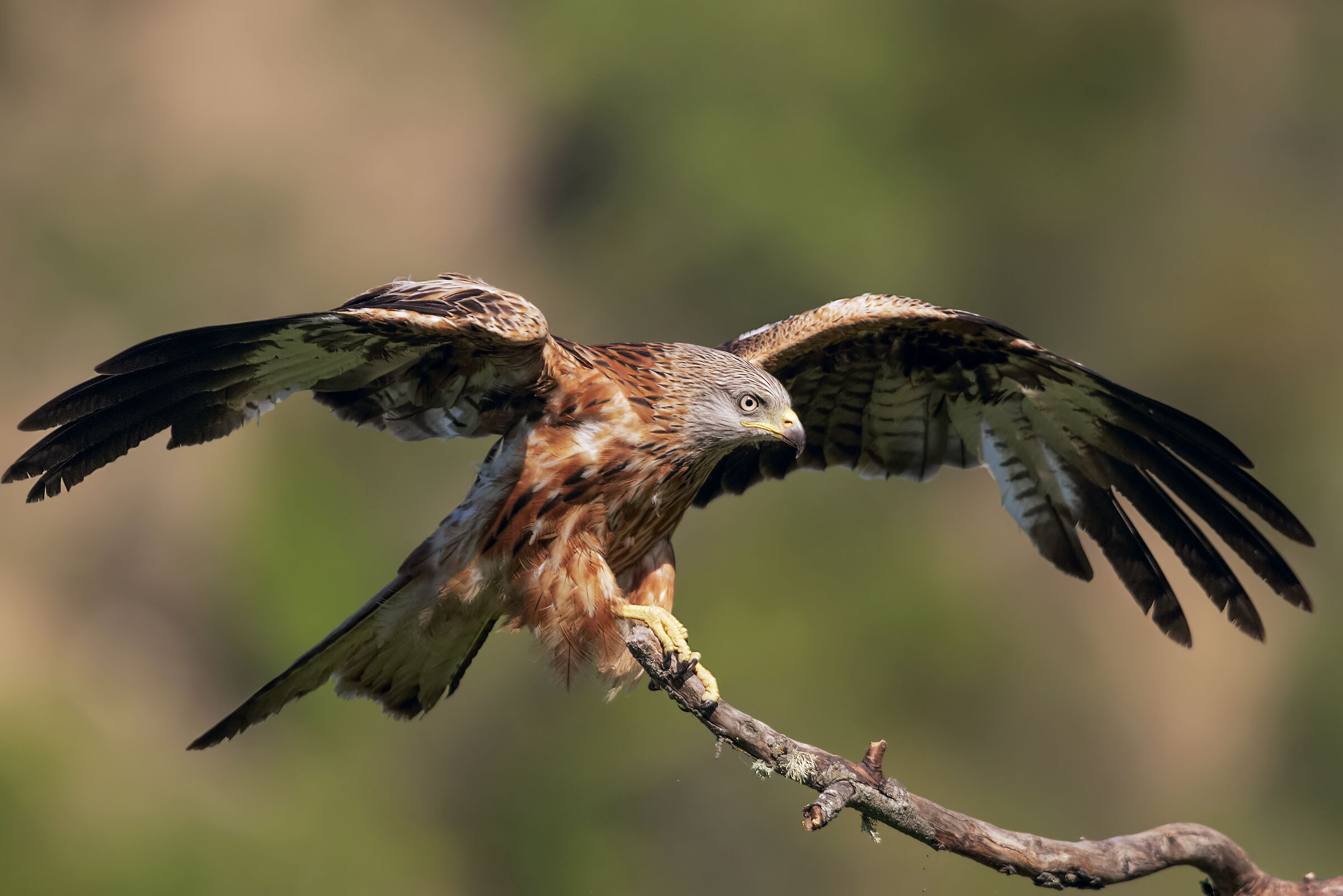 boing 737 in fase di atterraggio
