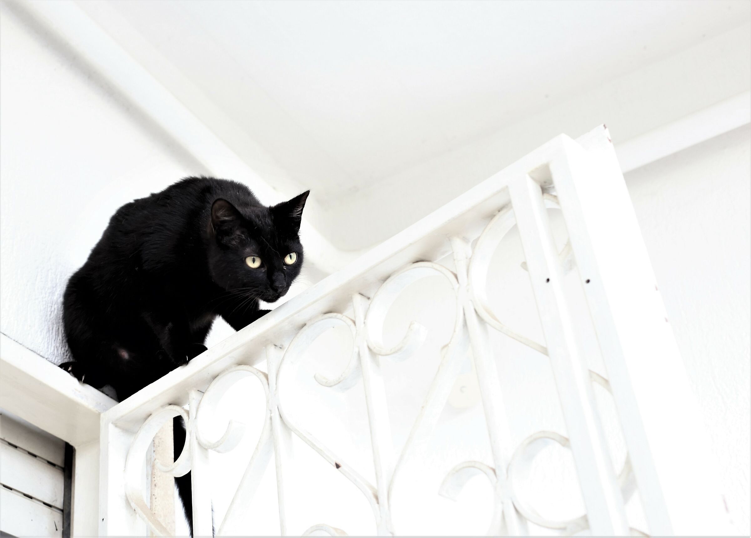 Il mimetismo della pantera