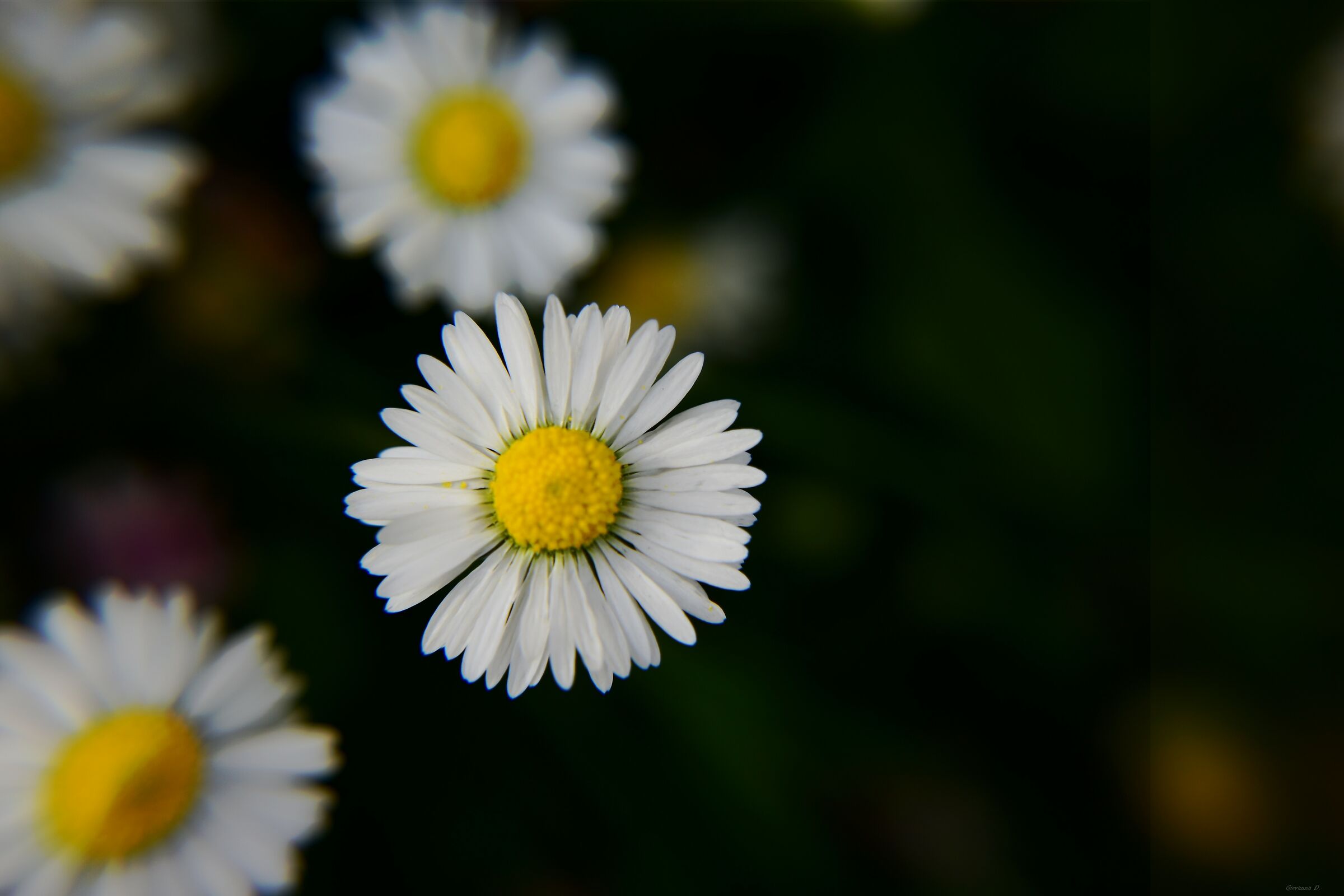 Dettaglio di margherita