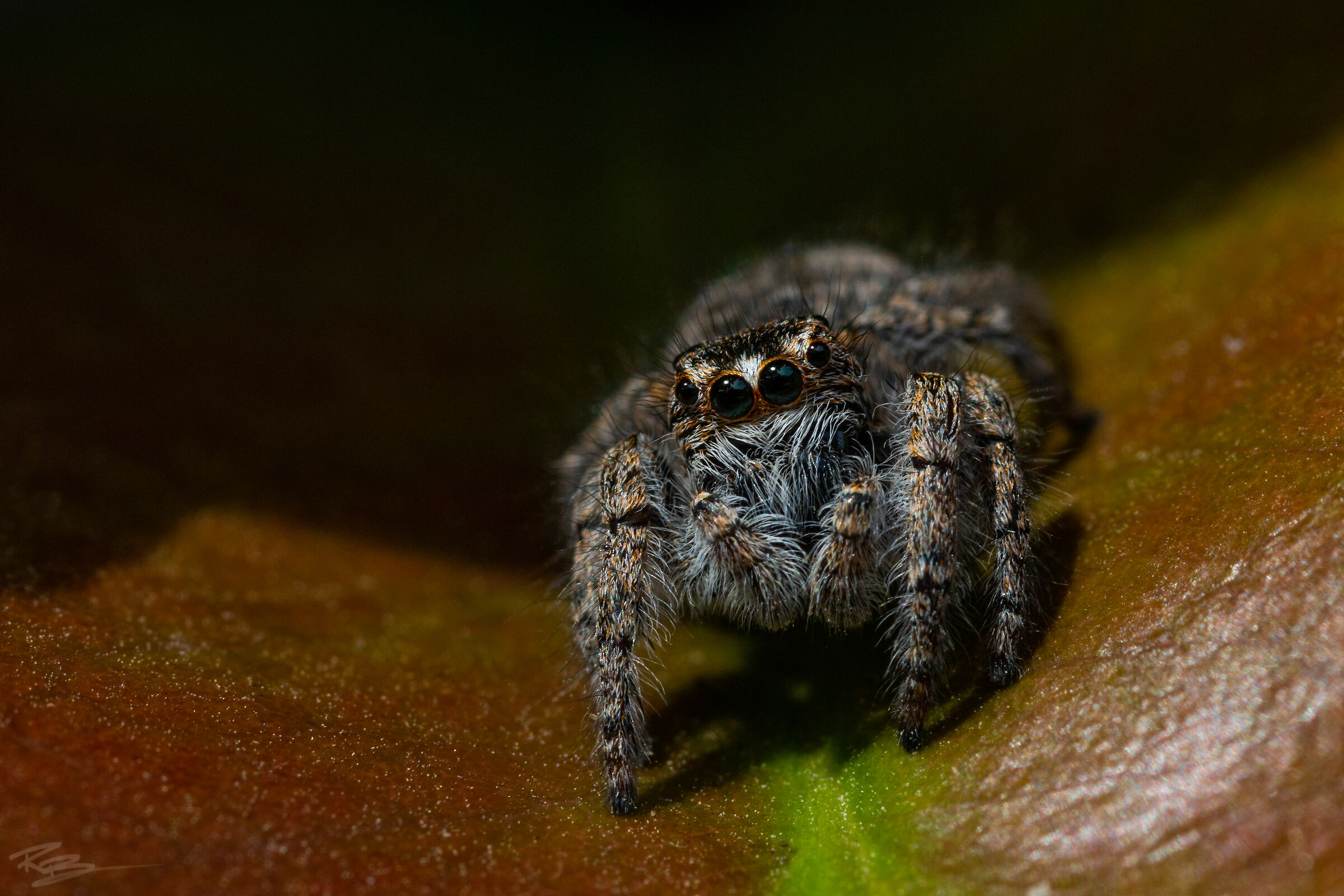 The Itsy Bitsy Spider