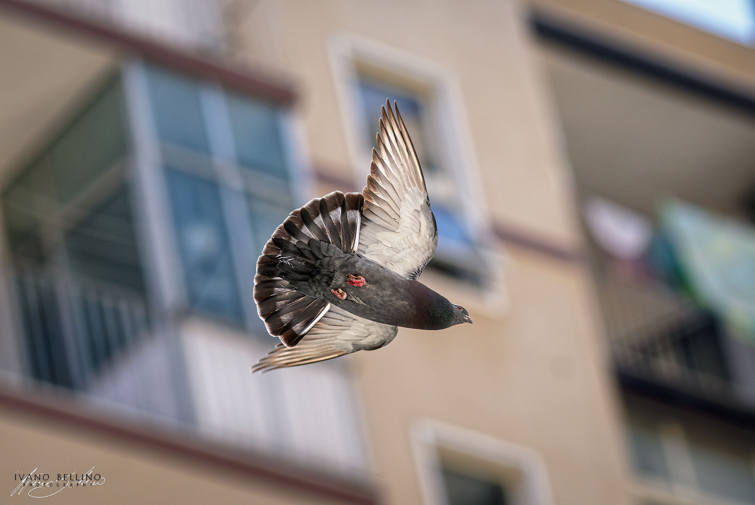 Avifauna ai tempi del covid