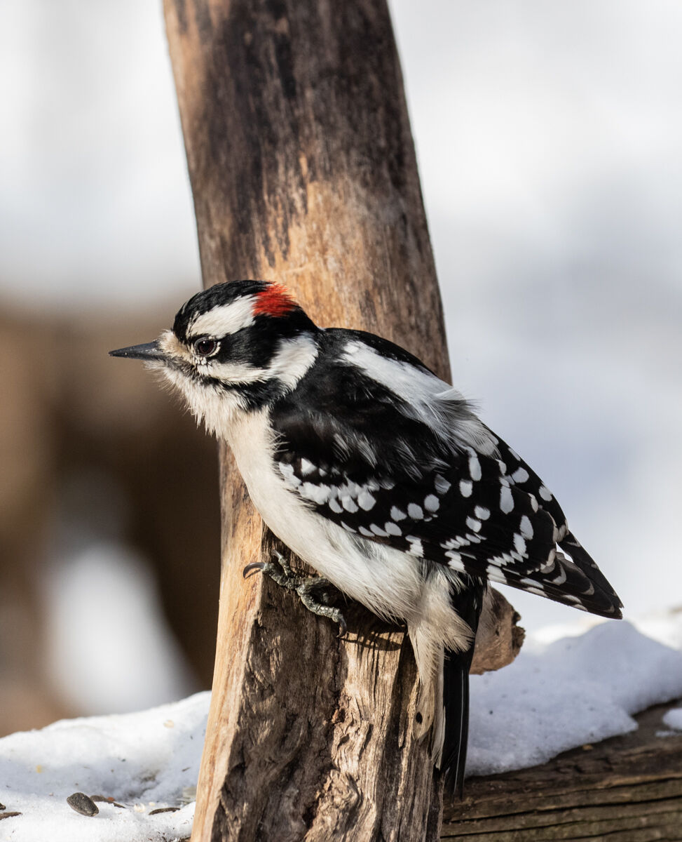 Male Downy Woodpecker