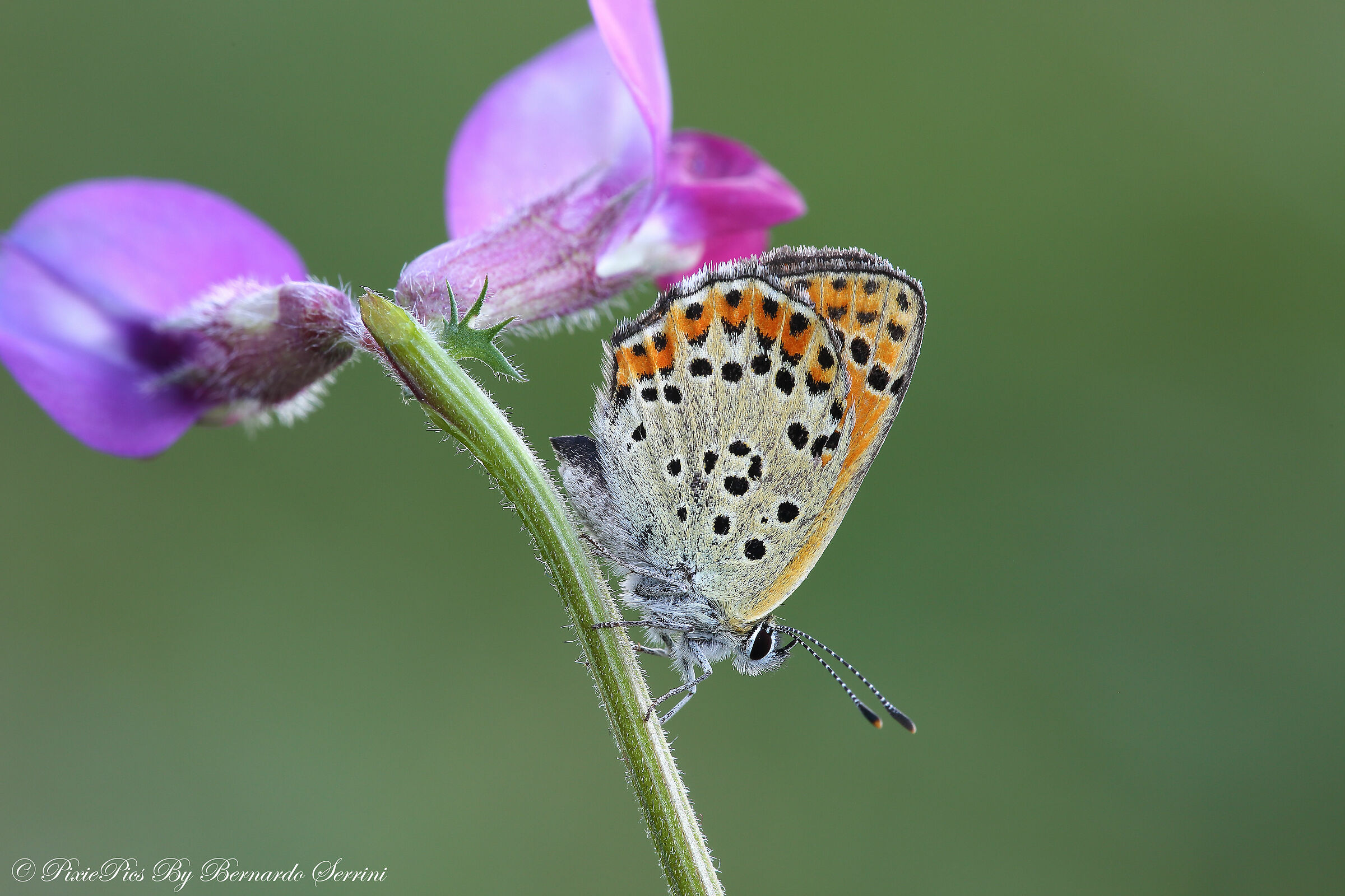 Lycaena tityrus