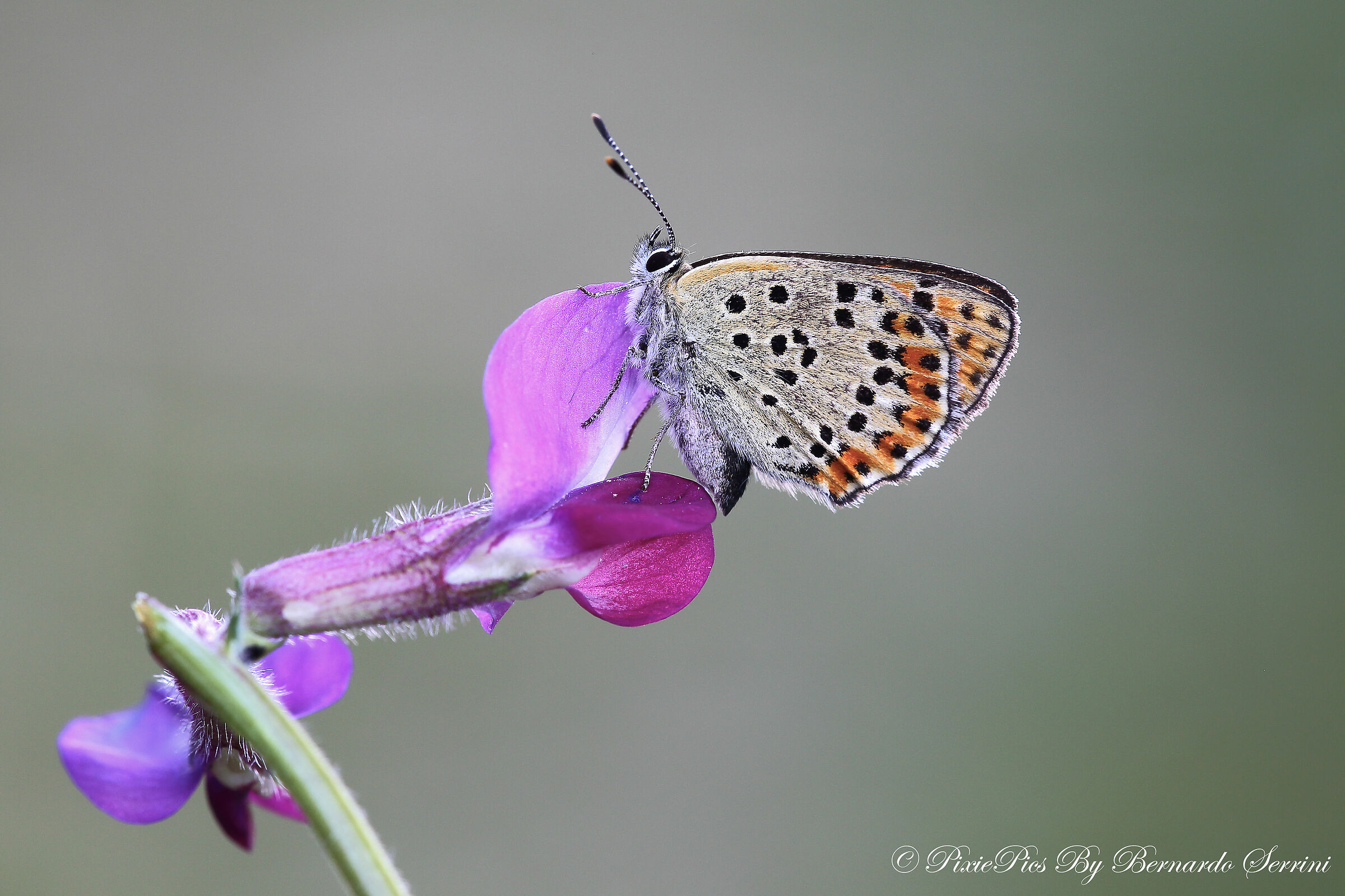 Lycaena tityrus