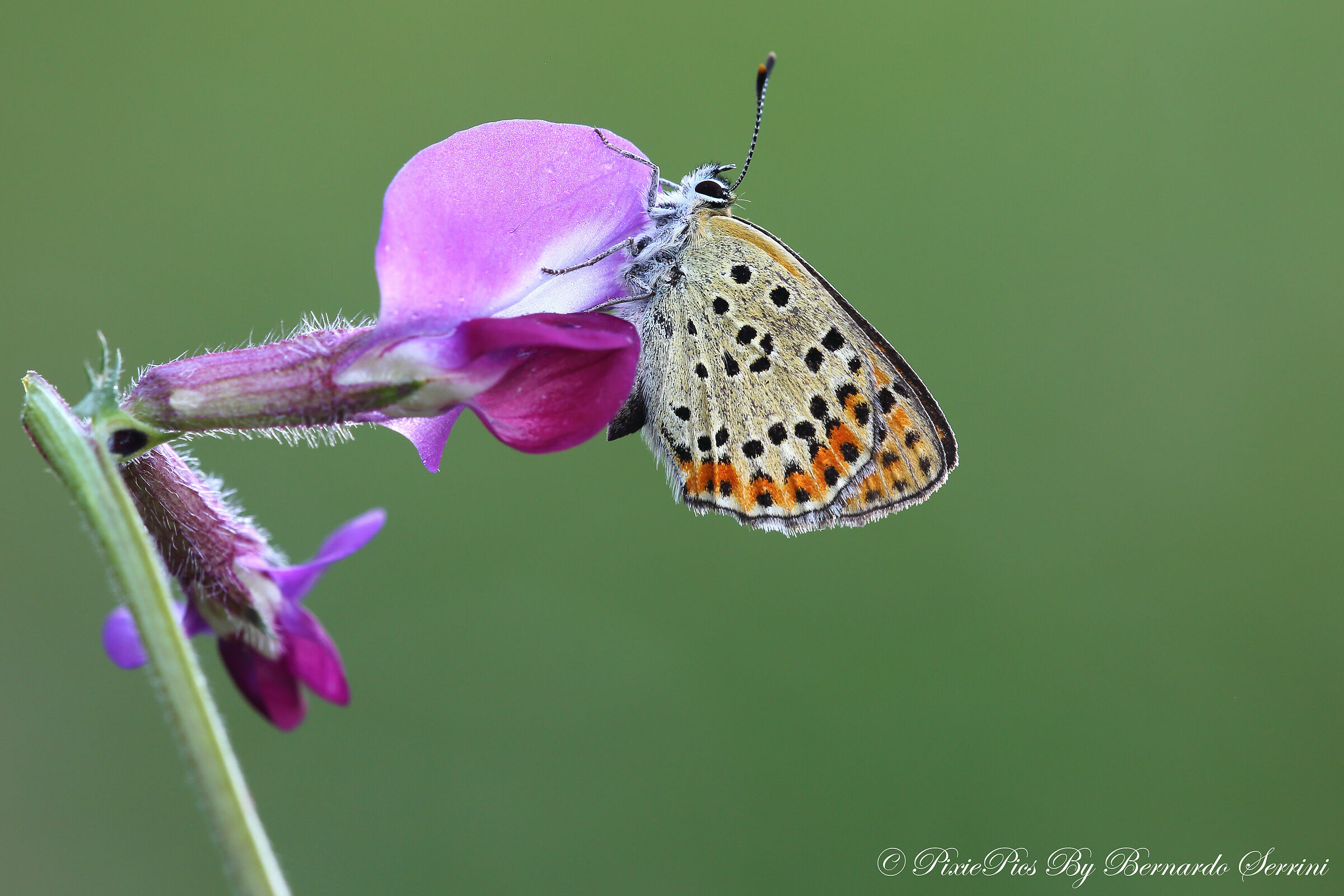 Lycaena tityrus