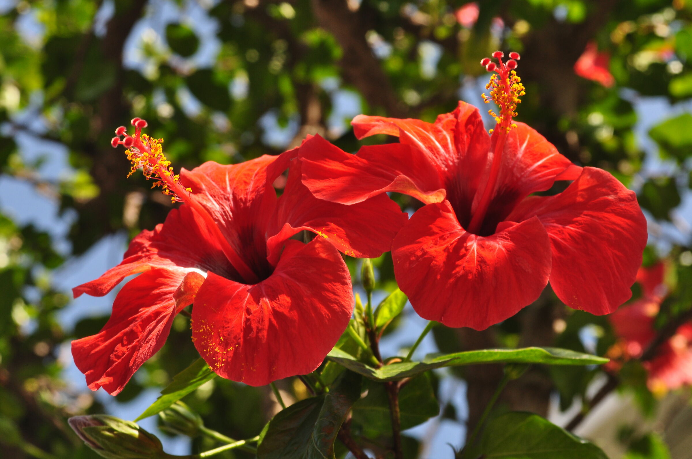 Vegetazione a Panarea