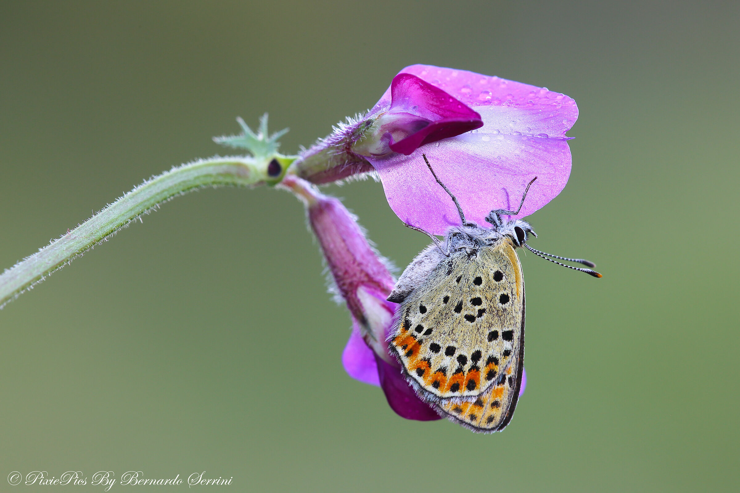 Lycaena tityrus