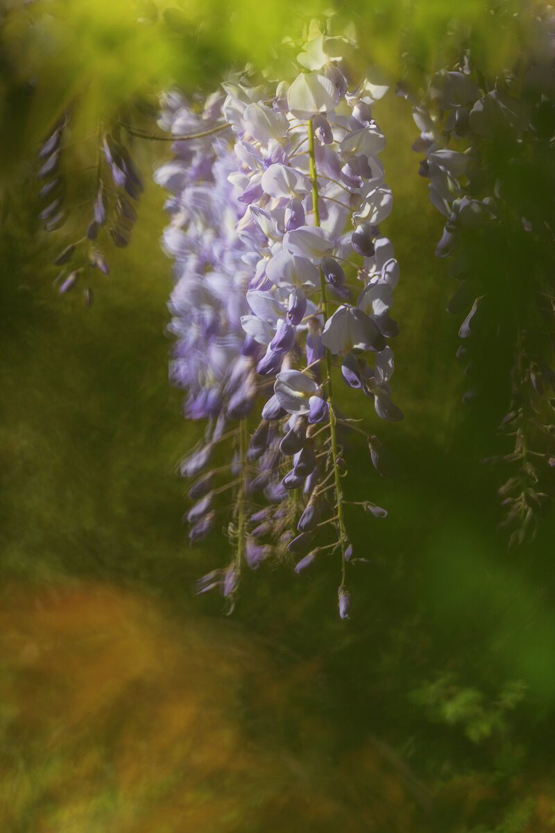 Abstract... in my backyard.