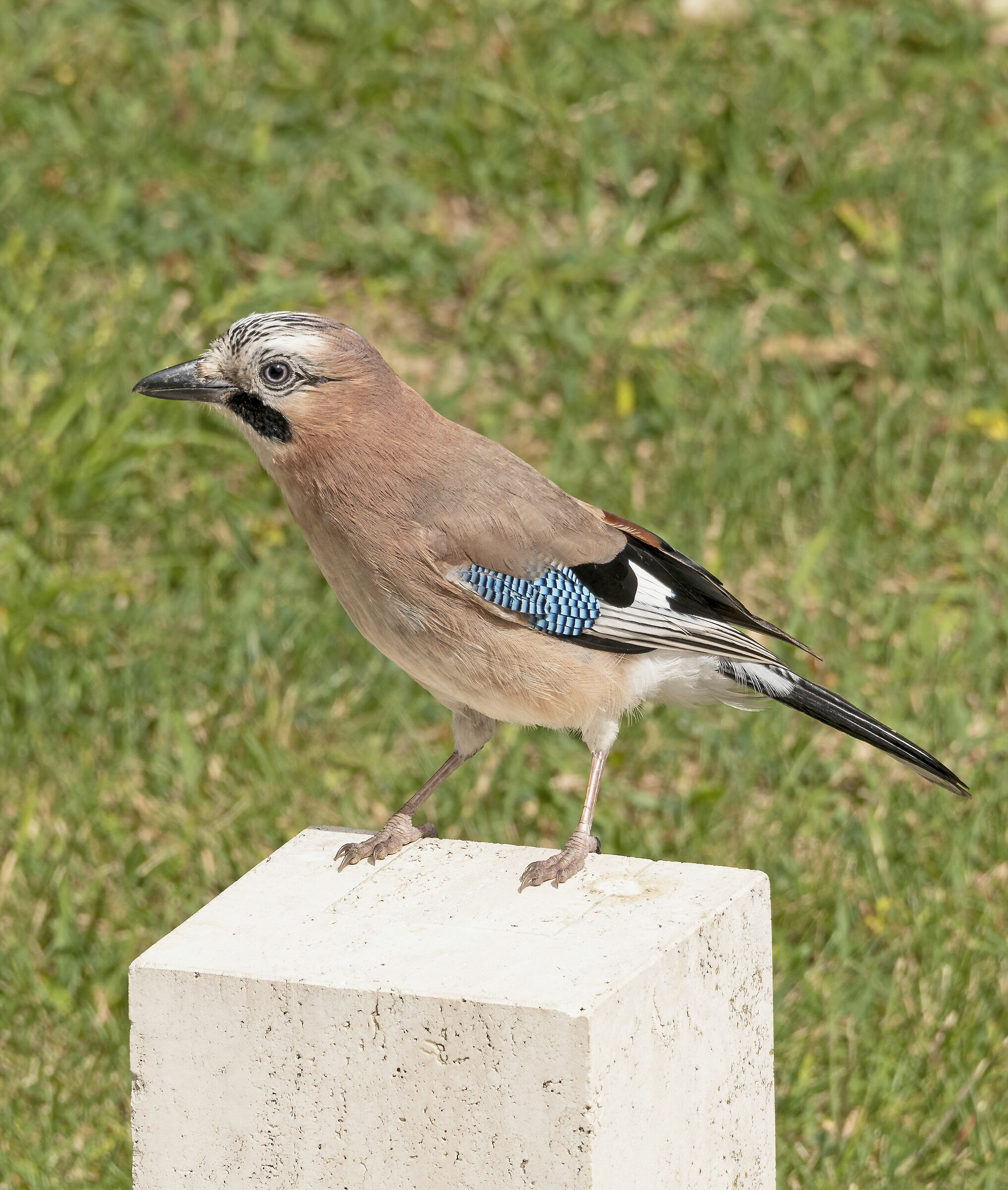 Ghiandaia
