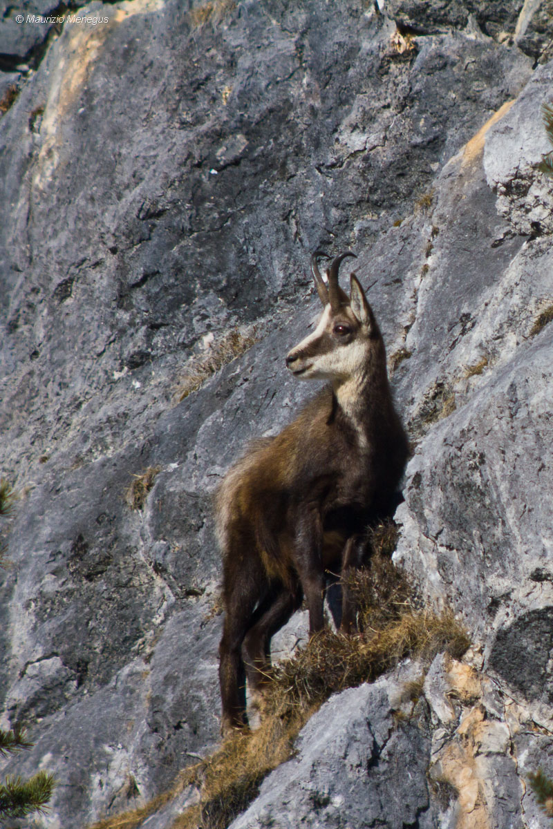 Il Grande Vecchio verticale