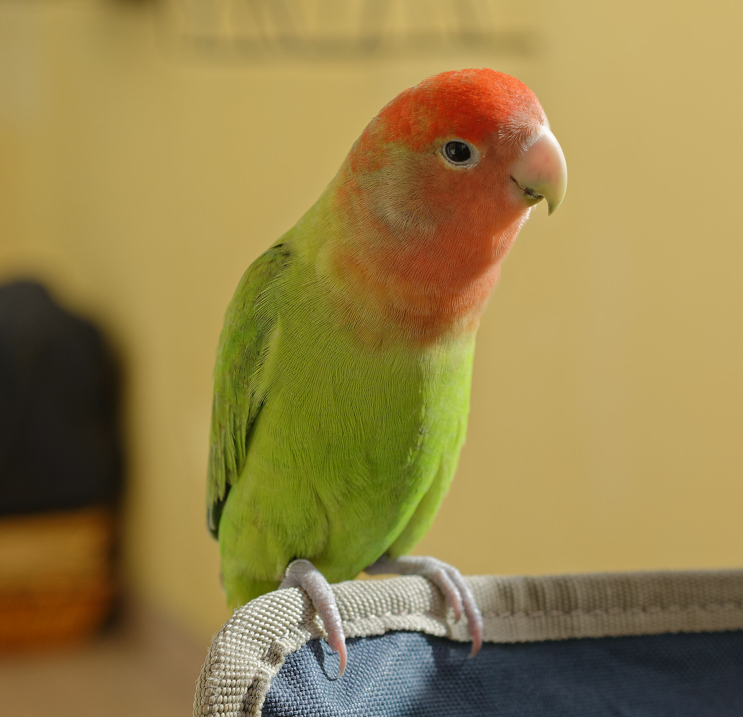 Paco