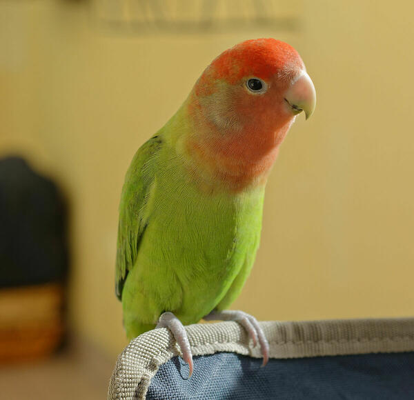 Foto