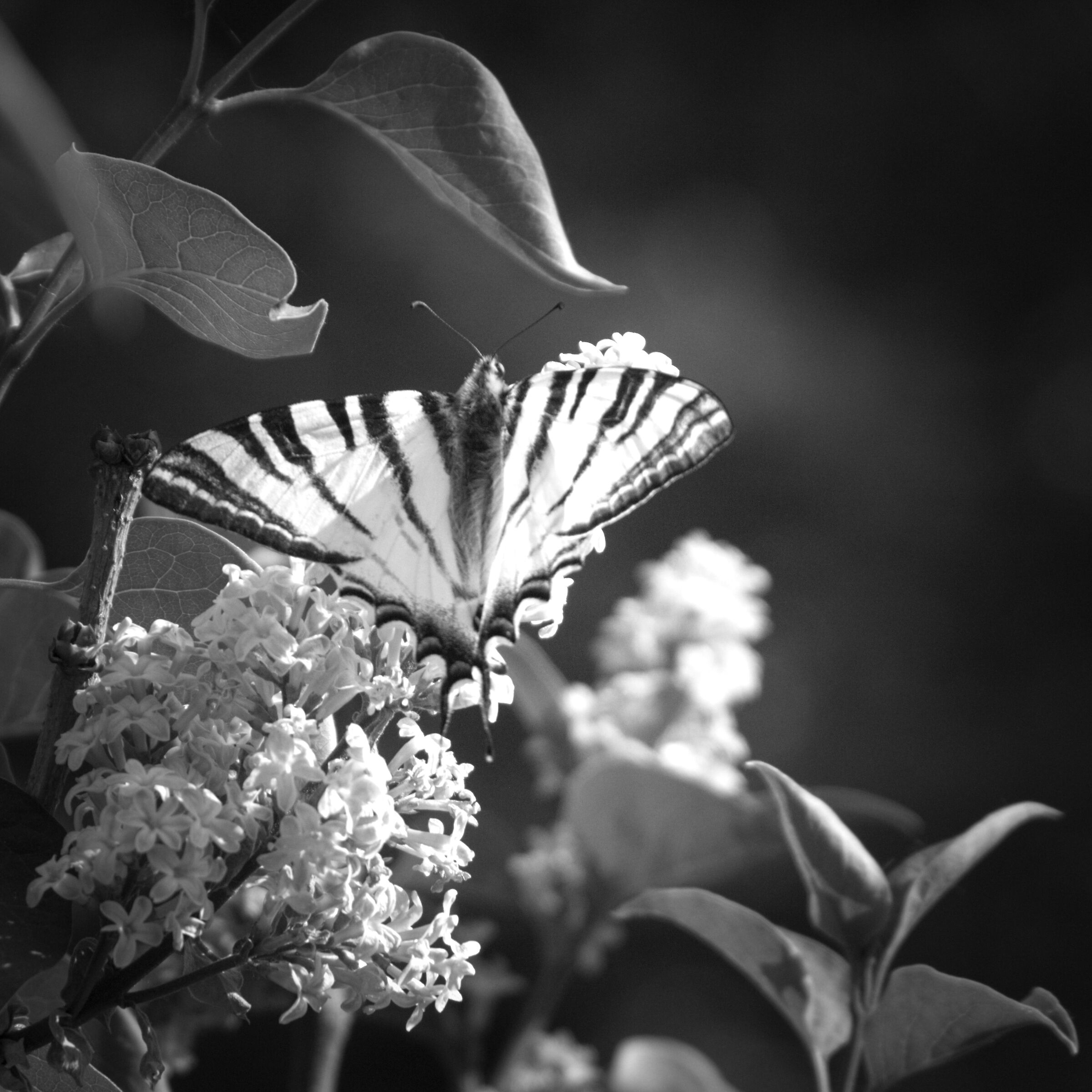 Farfalla B/W