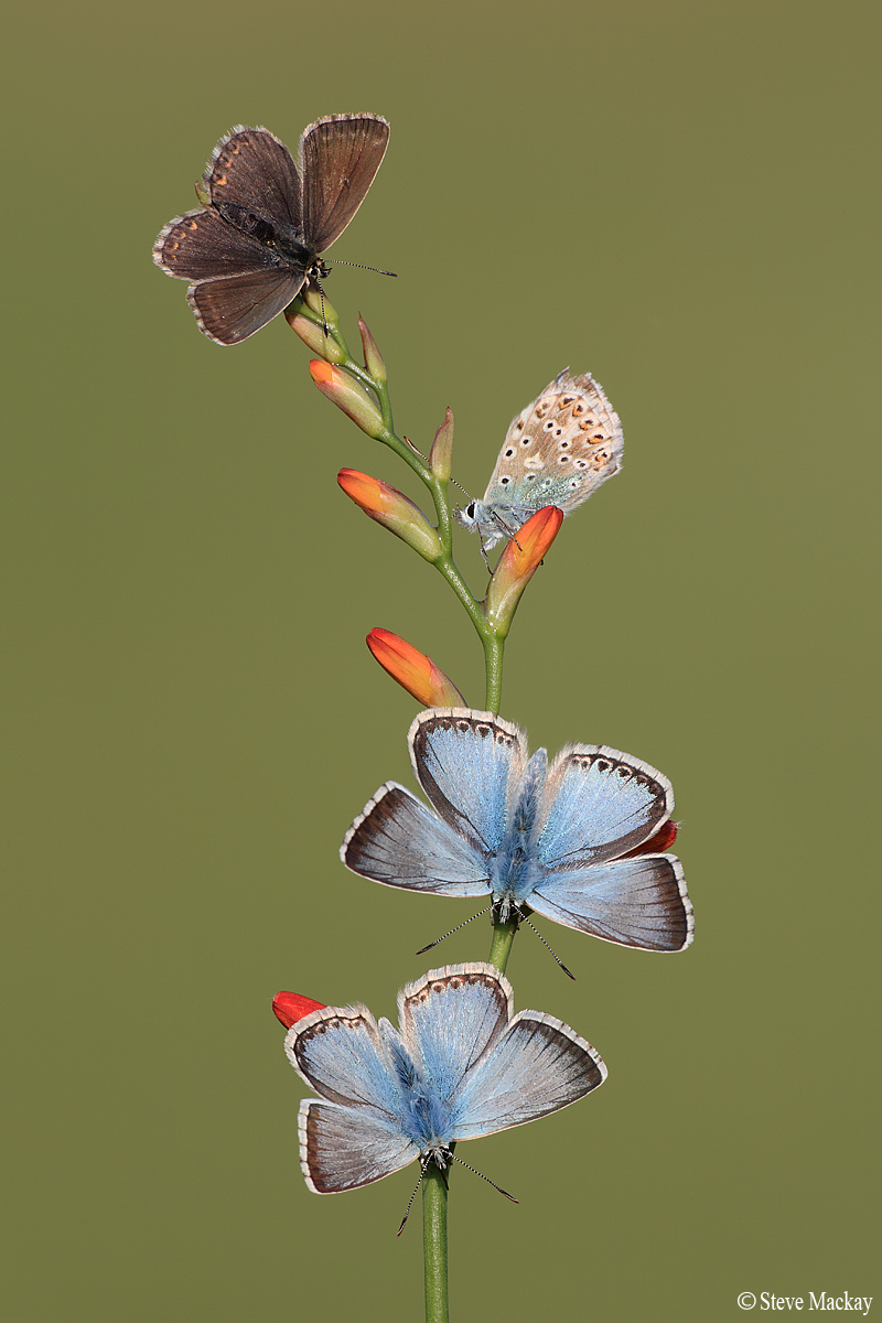 Quattro Chalkhill Blues