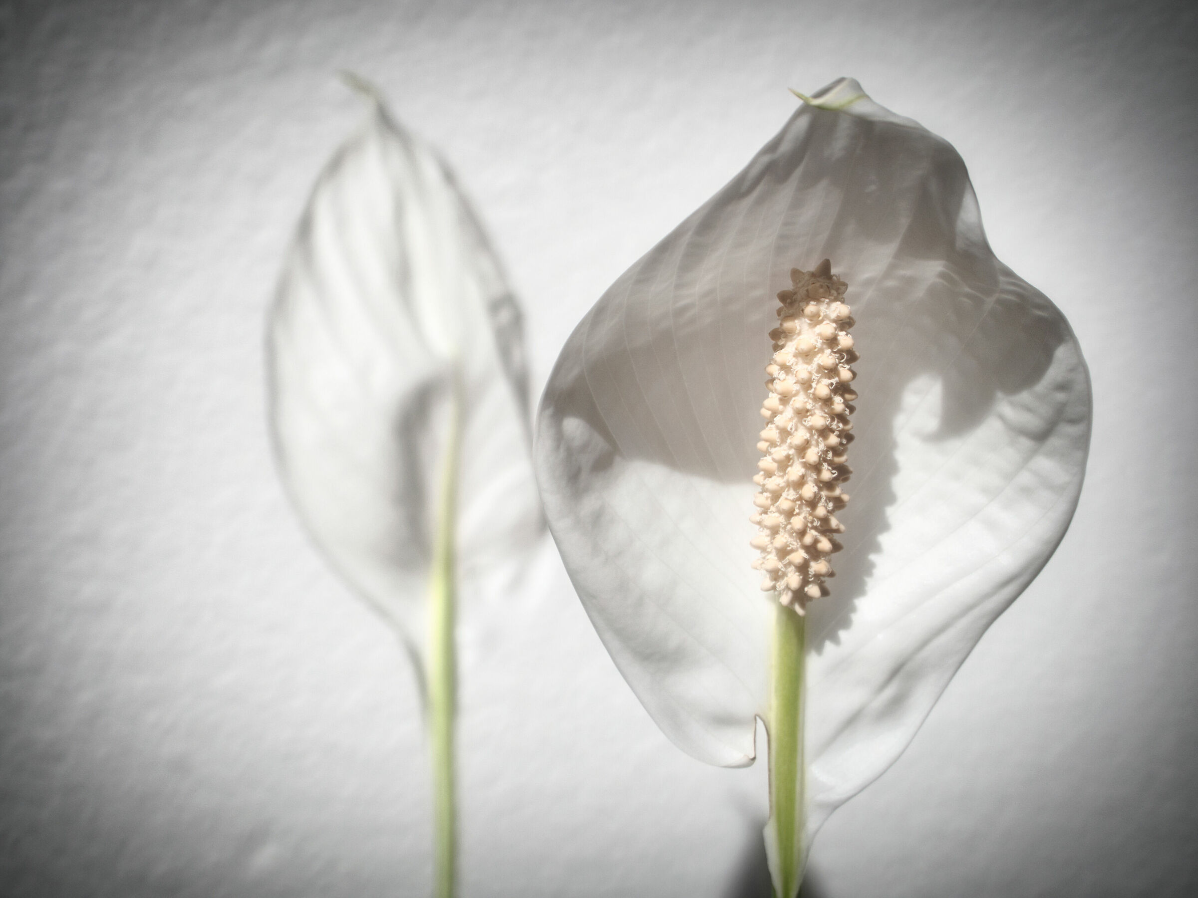 Le due facce della medaglia