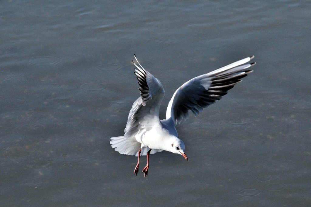 the end of the flight