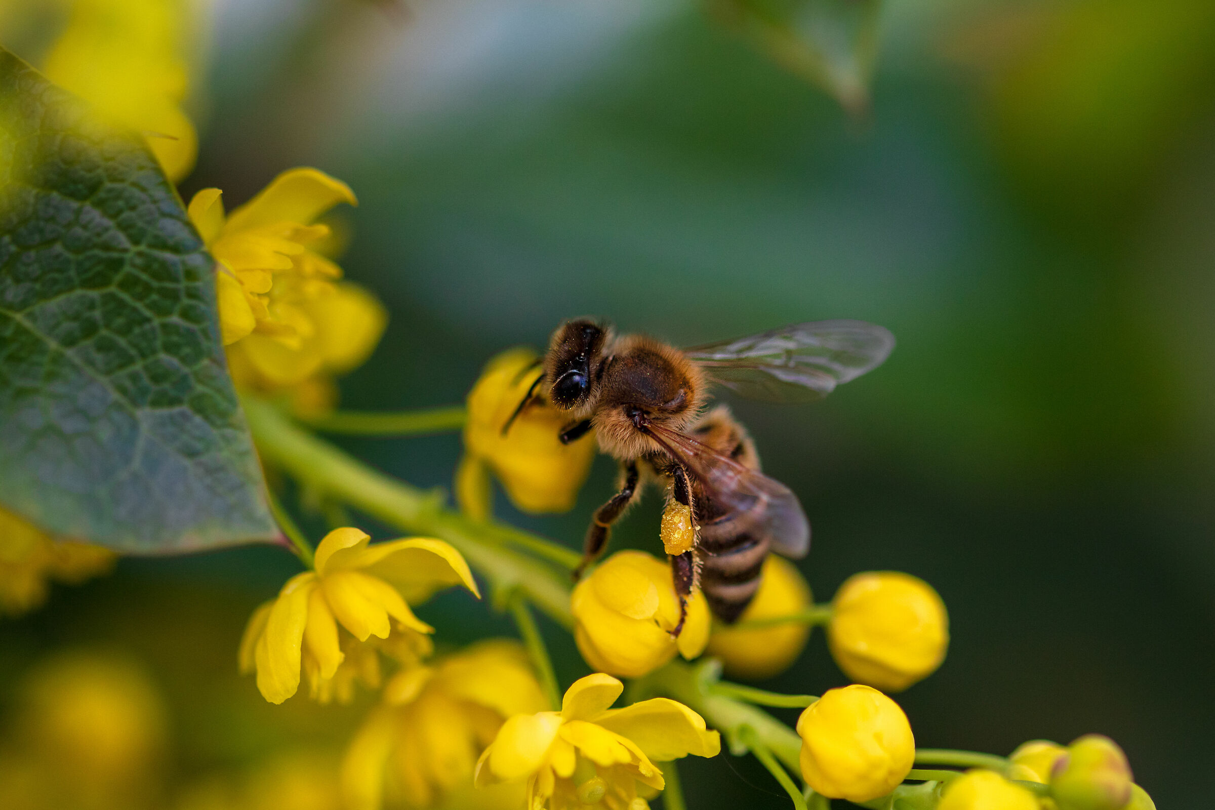 Ape di miele (Apis mellifera)